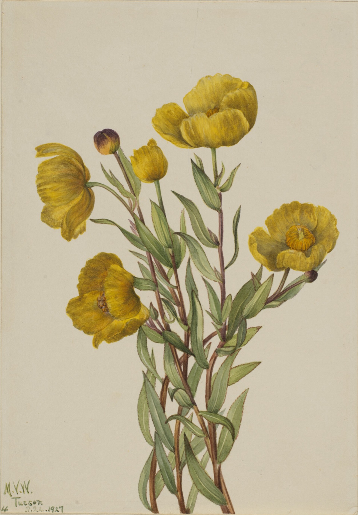 Bush Poppy — photo 9