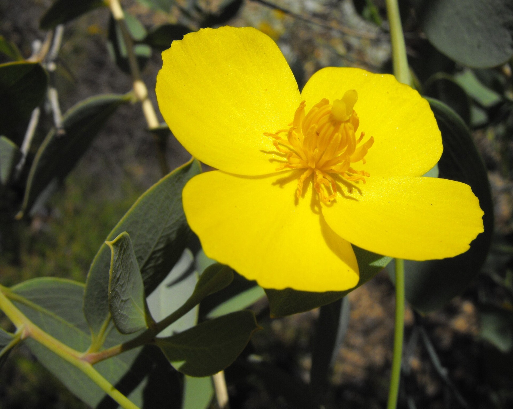 Bush Poppy — photo 10