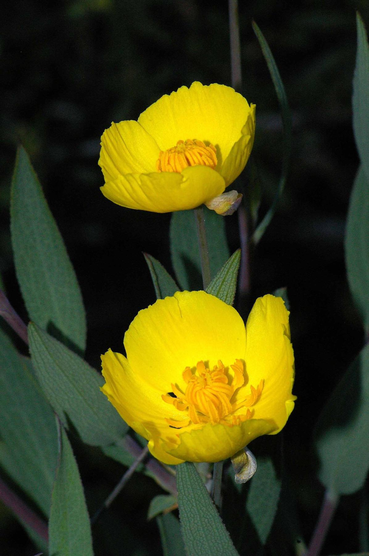 Bush Poppy — photo 11
