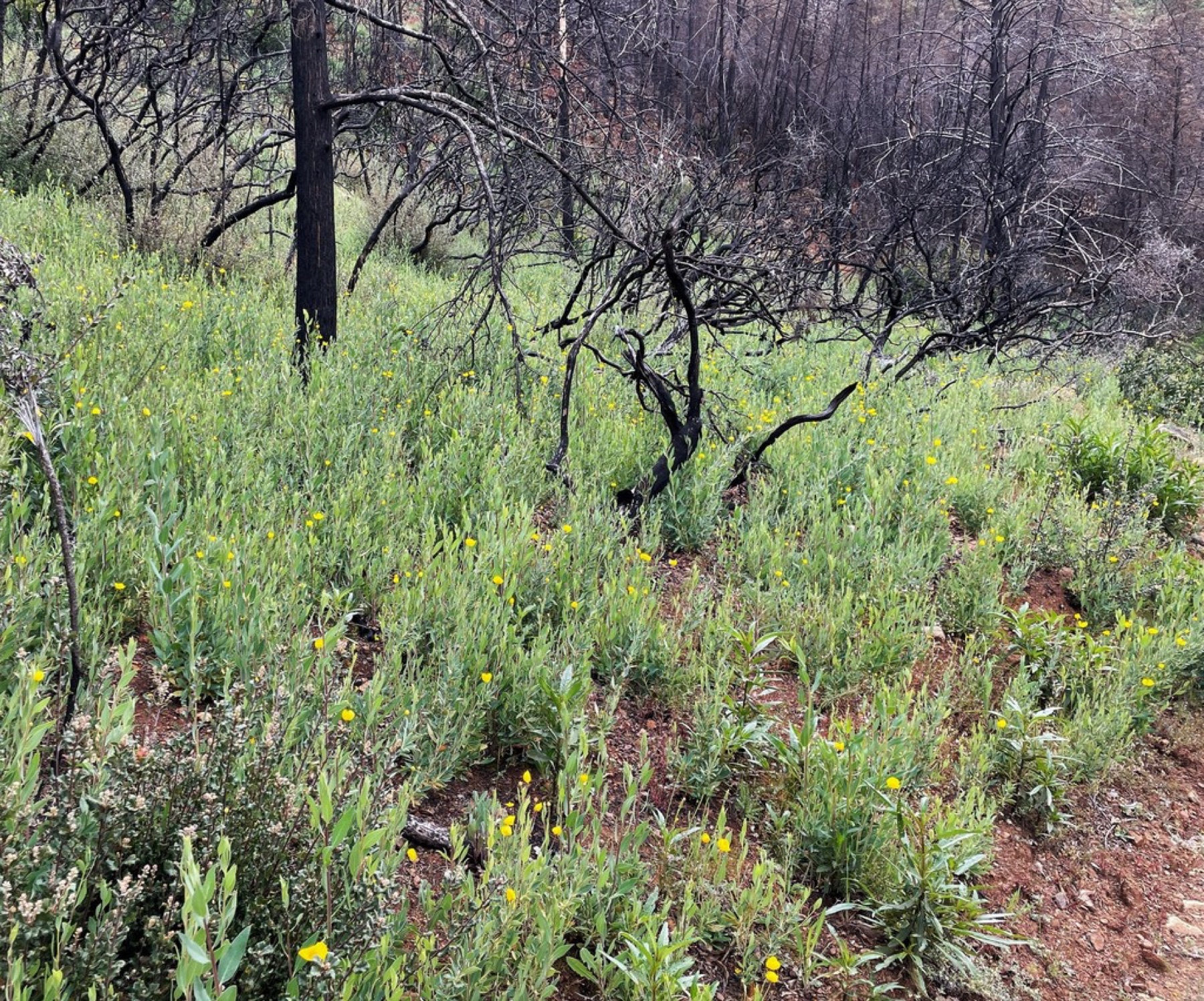 Bush Poppy — photo 12