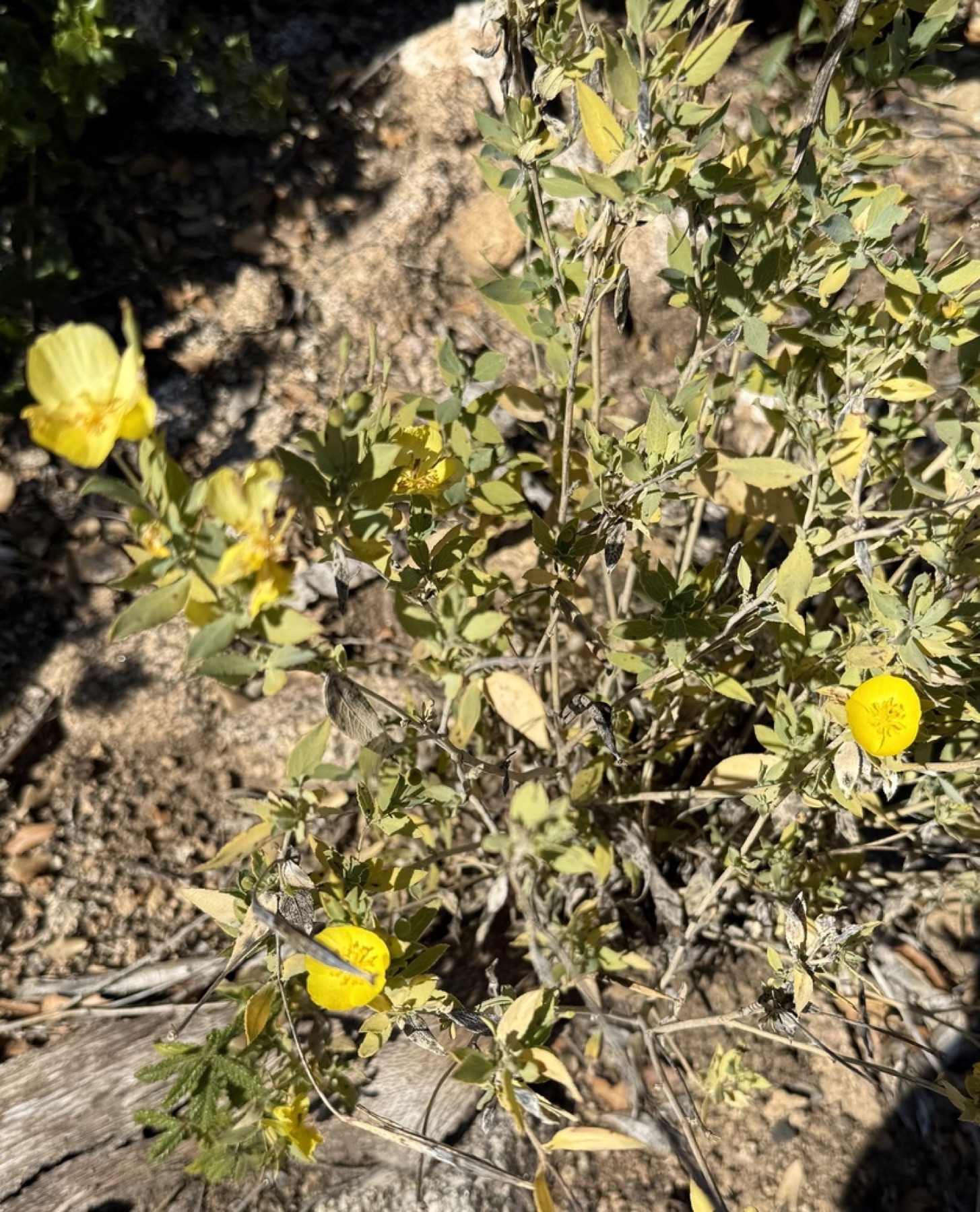 Bush Poppy — photo 13
