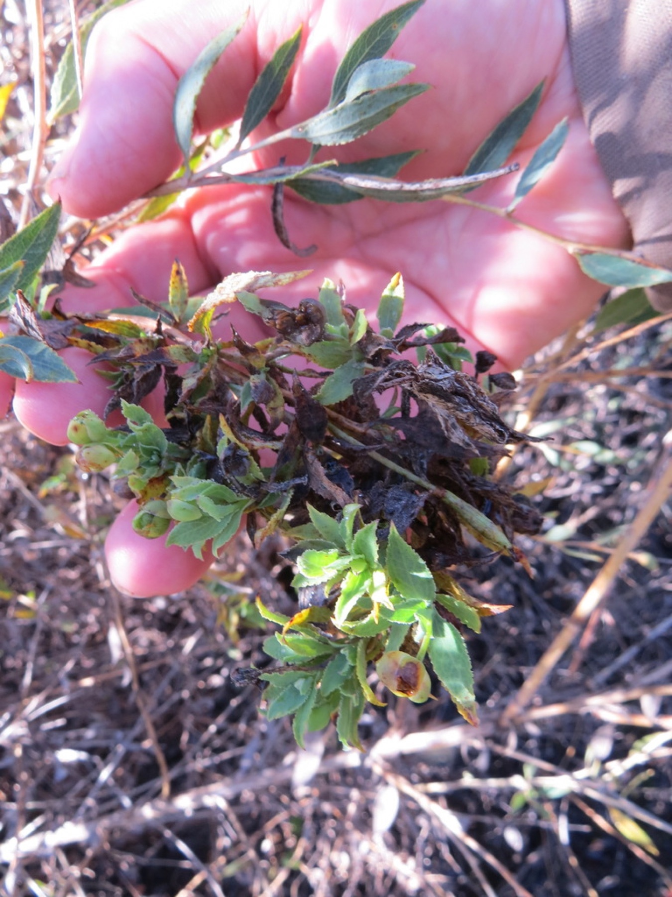 Bush Poppy — photo 15