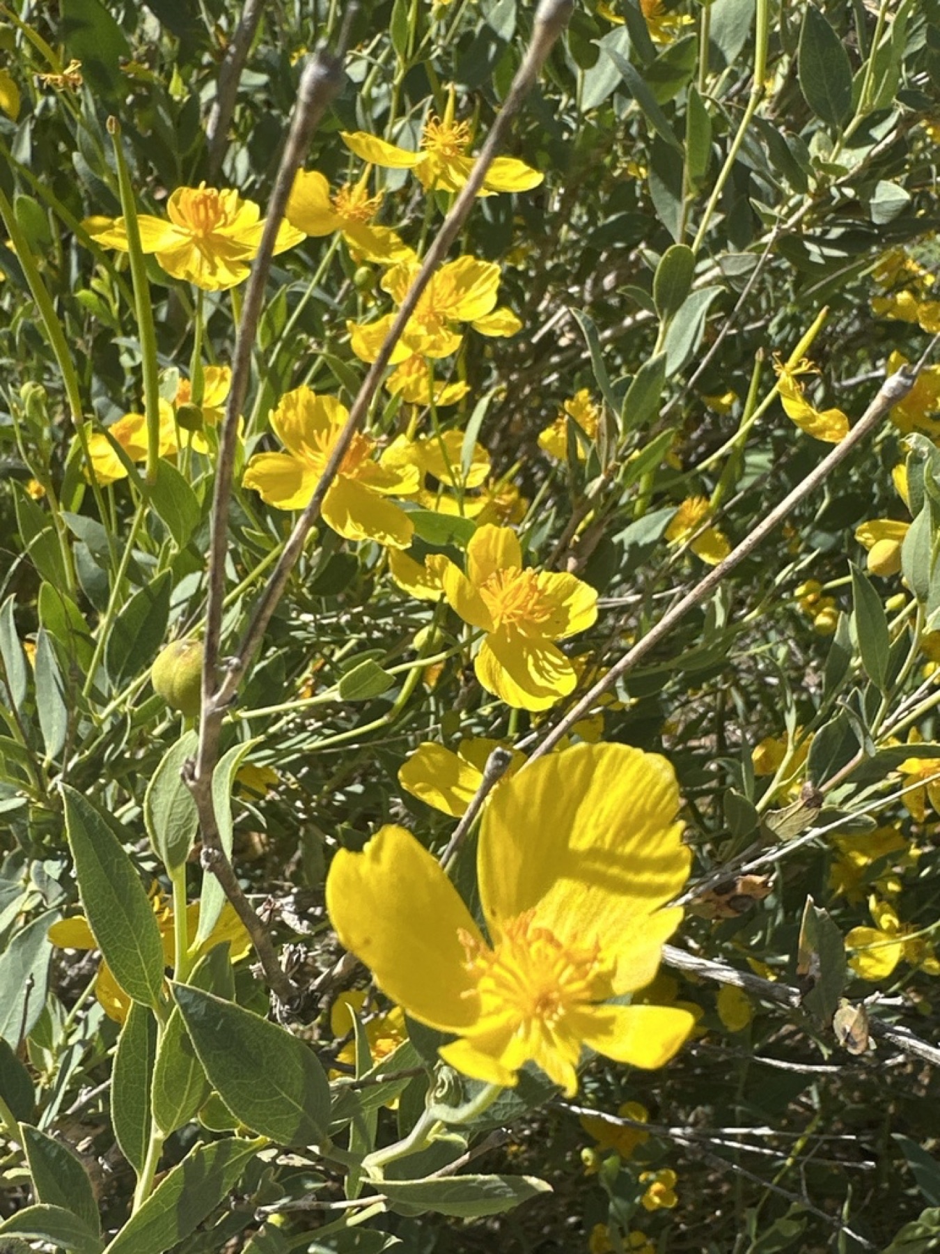 Bush Poppy — photo 16