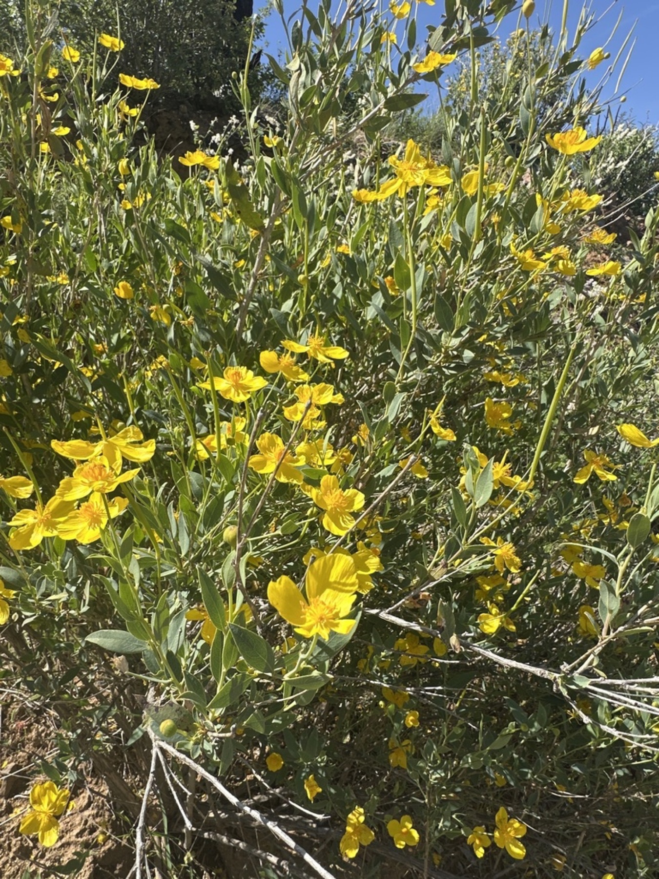 Bush Poppy — photo 17