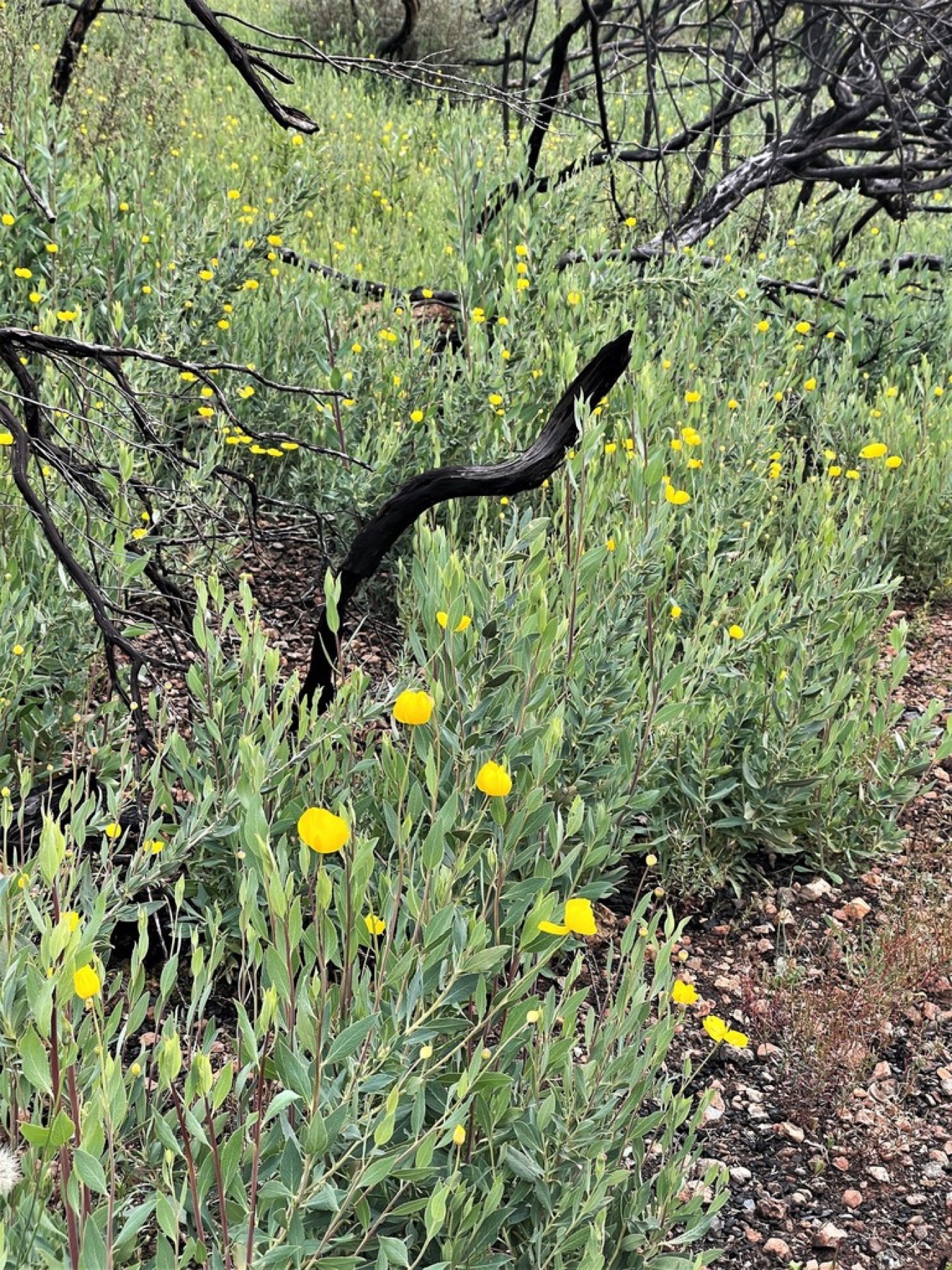 Bush Poppy — photo 18