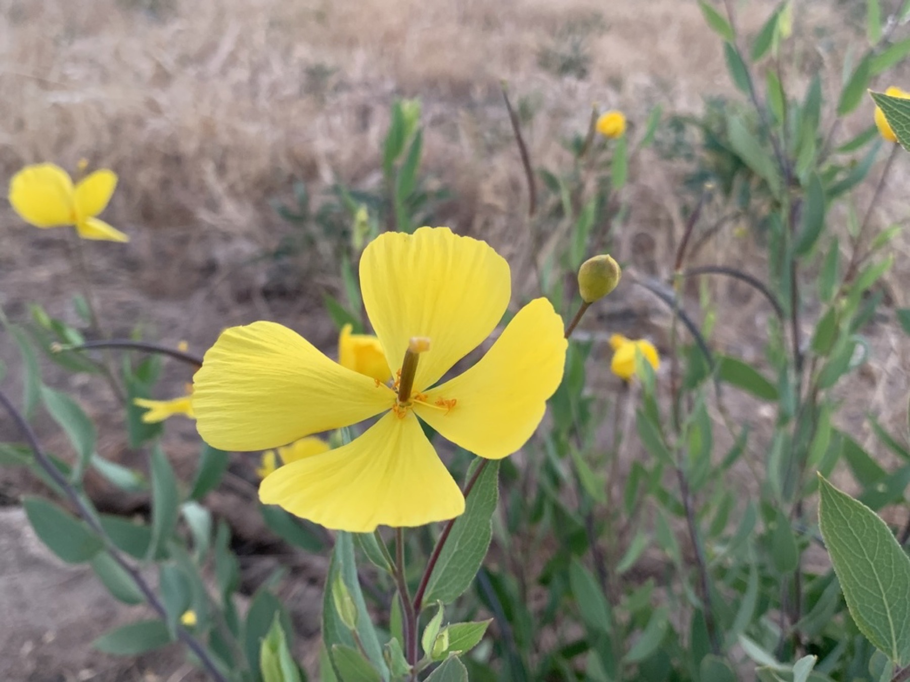 Bush Poppy — photo 19