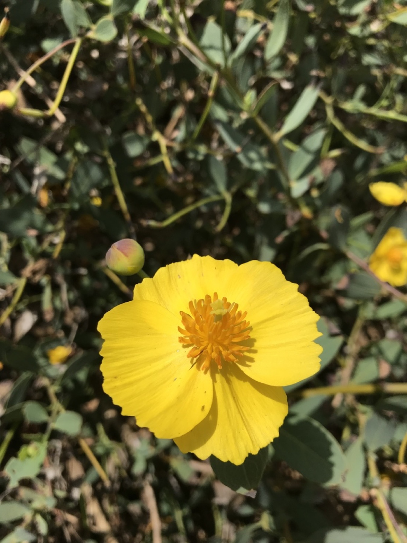 Bush Poppy — photo 20
