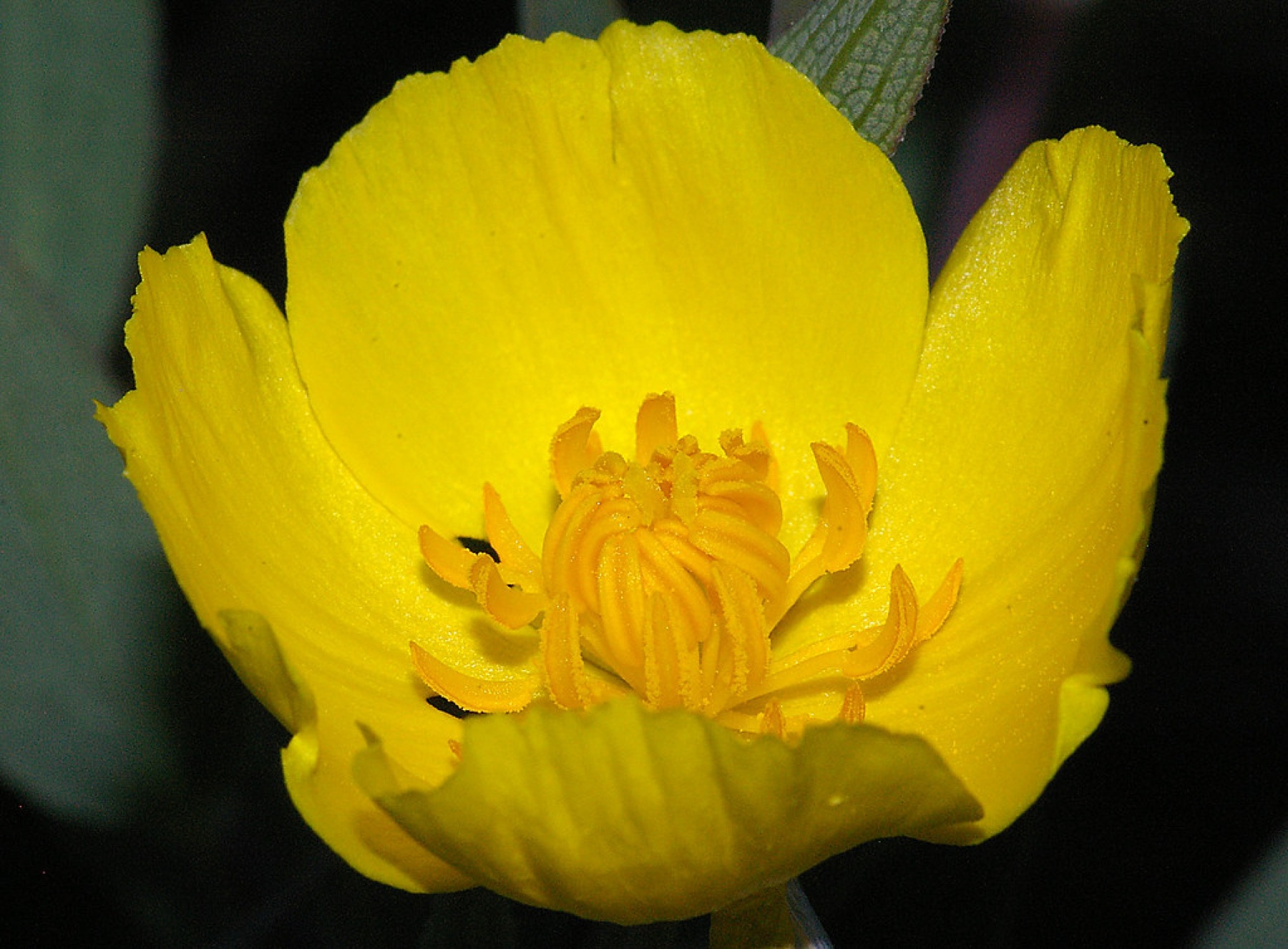 Bush Poppy — photo 22