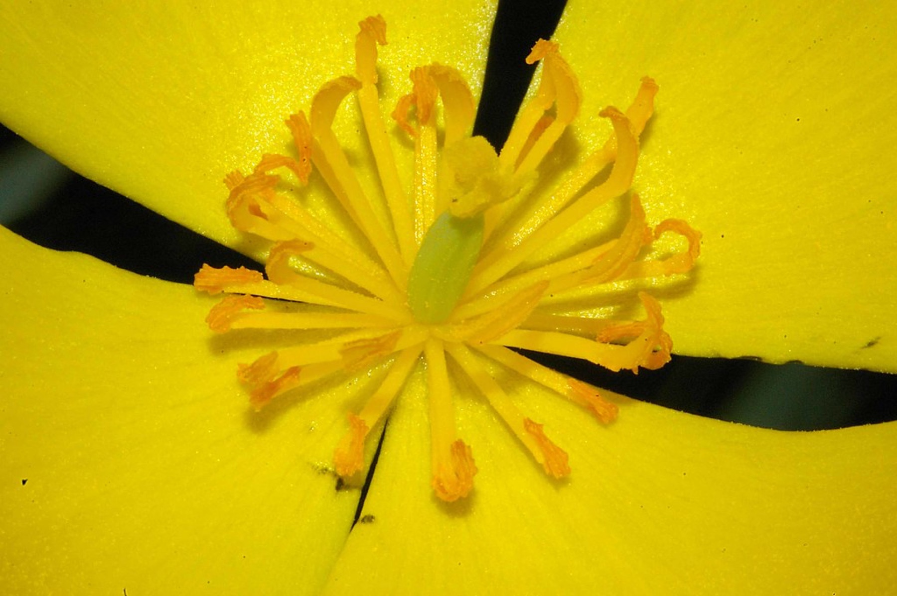 Bush Poppy — photo 23