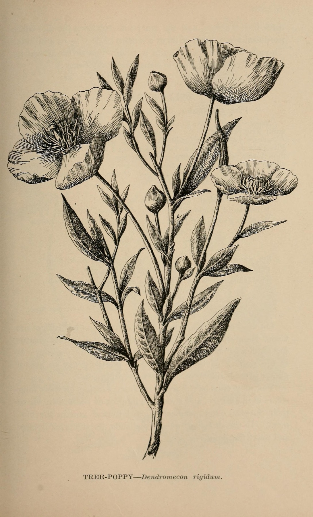 Yellow — e.g. Bush Poppy