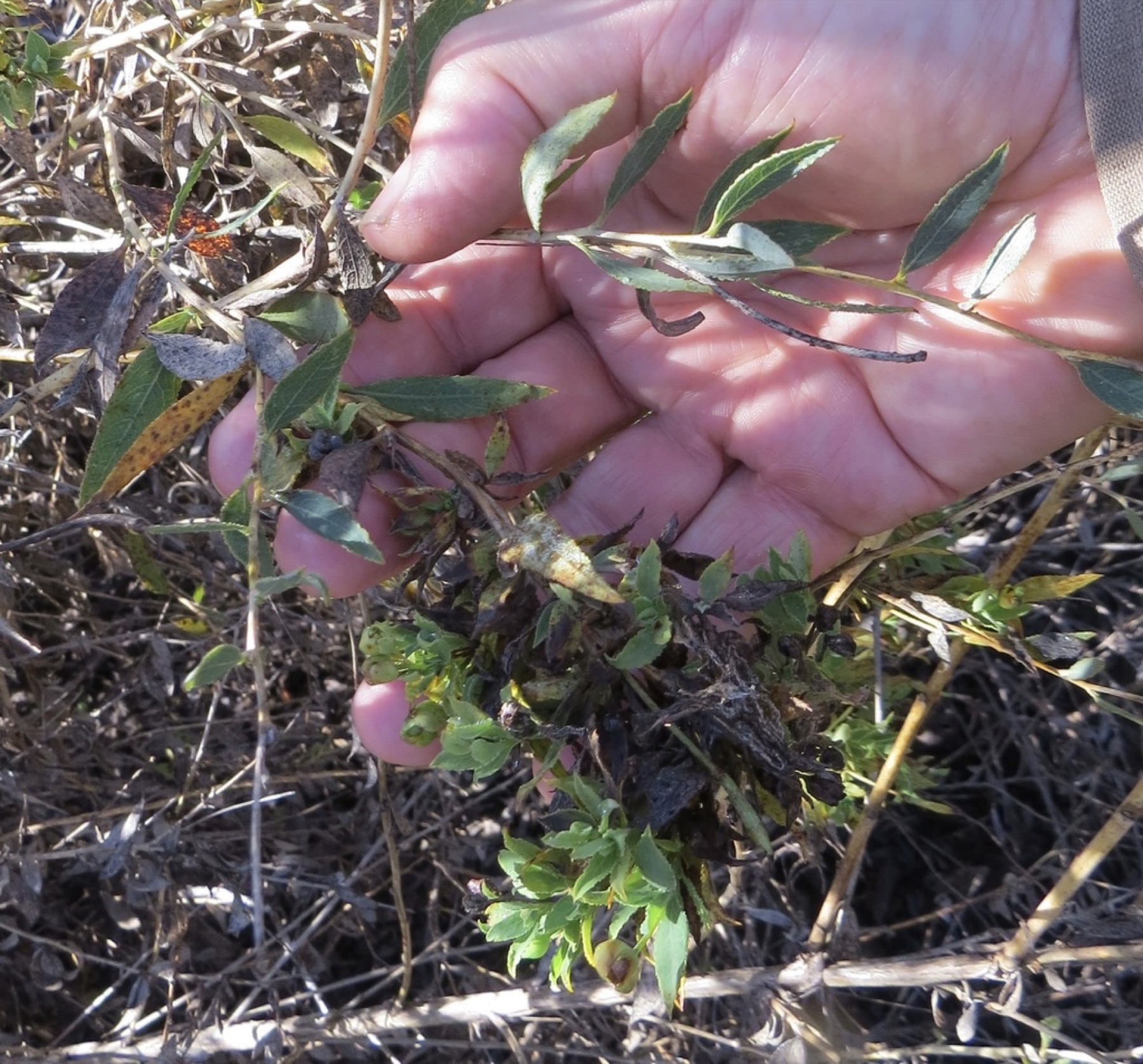 Bush Poppy — photo 2