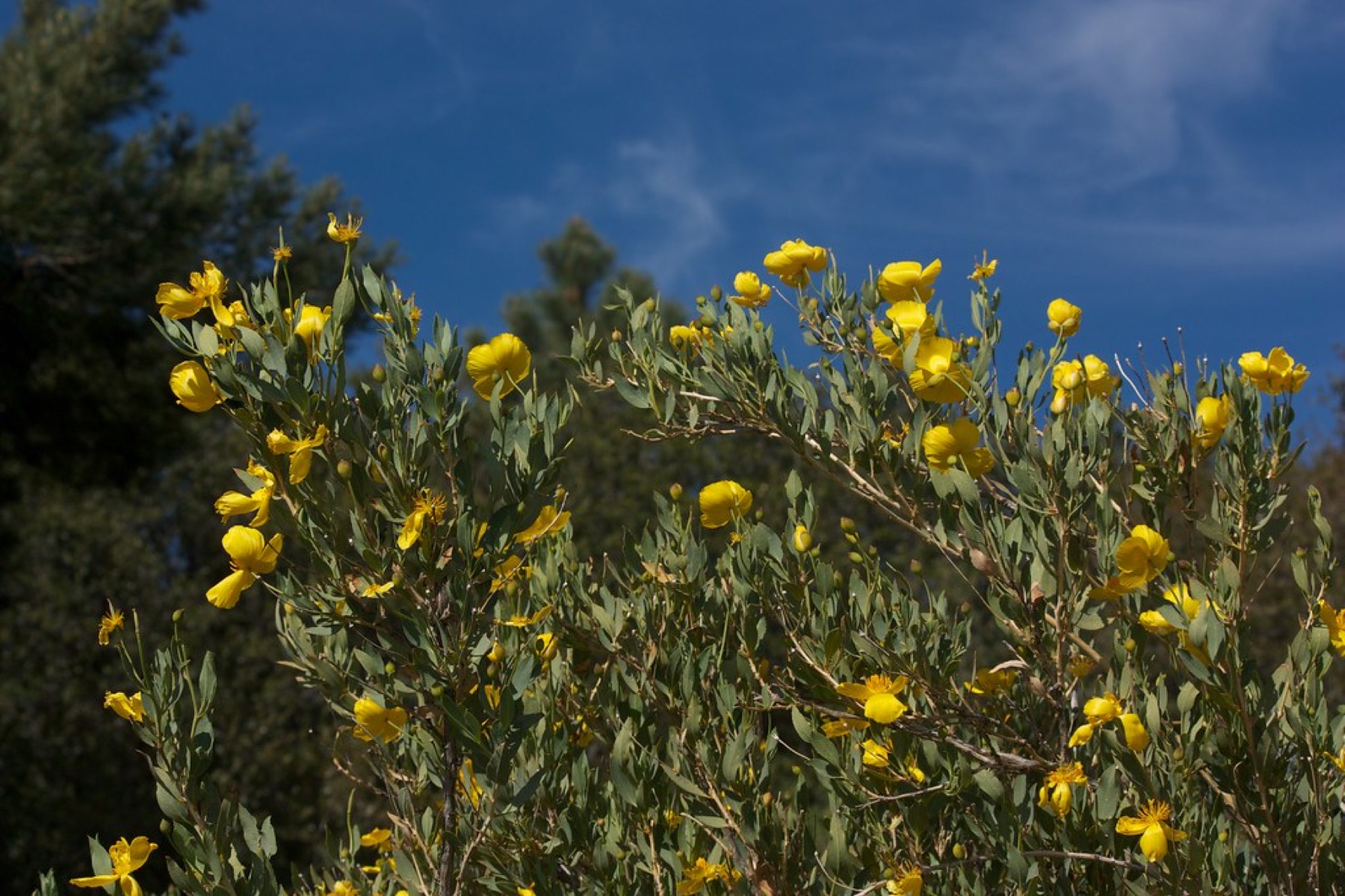 Bush Poppy — photo 3