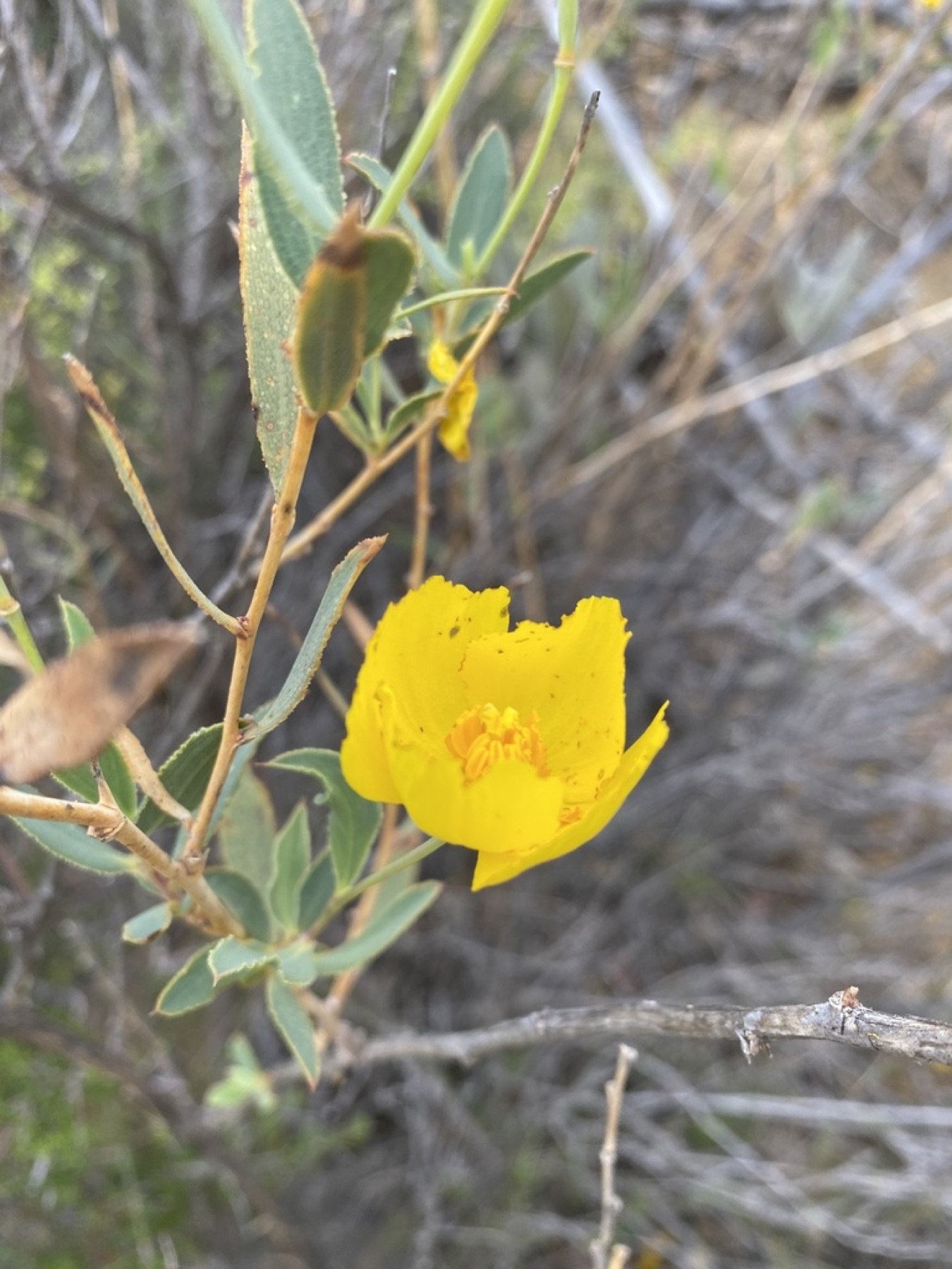 Bush Poppy — photo 4