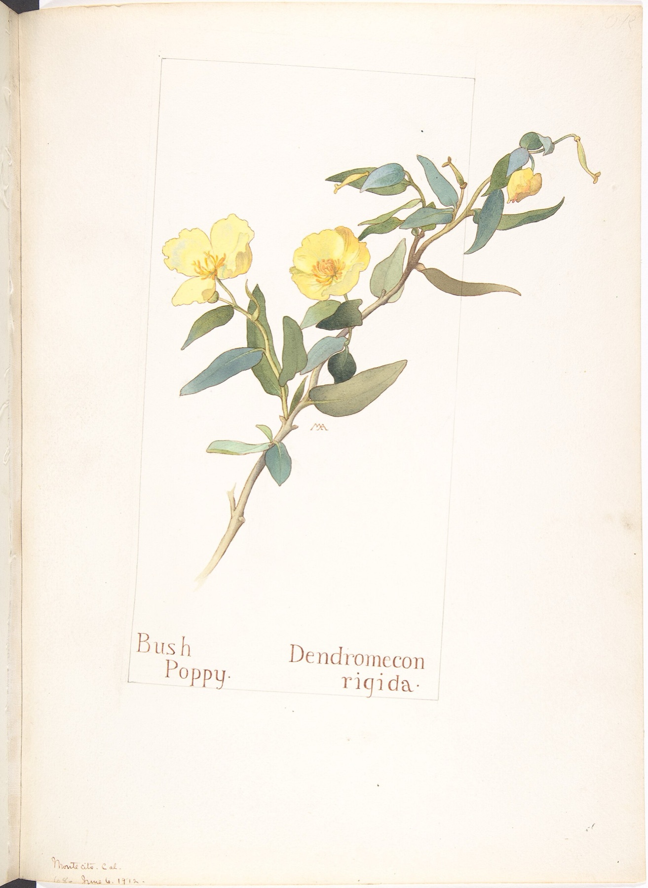 Bush Poppy — photo 5