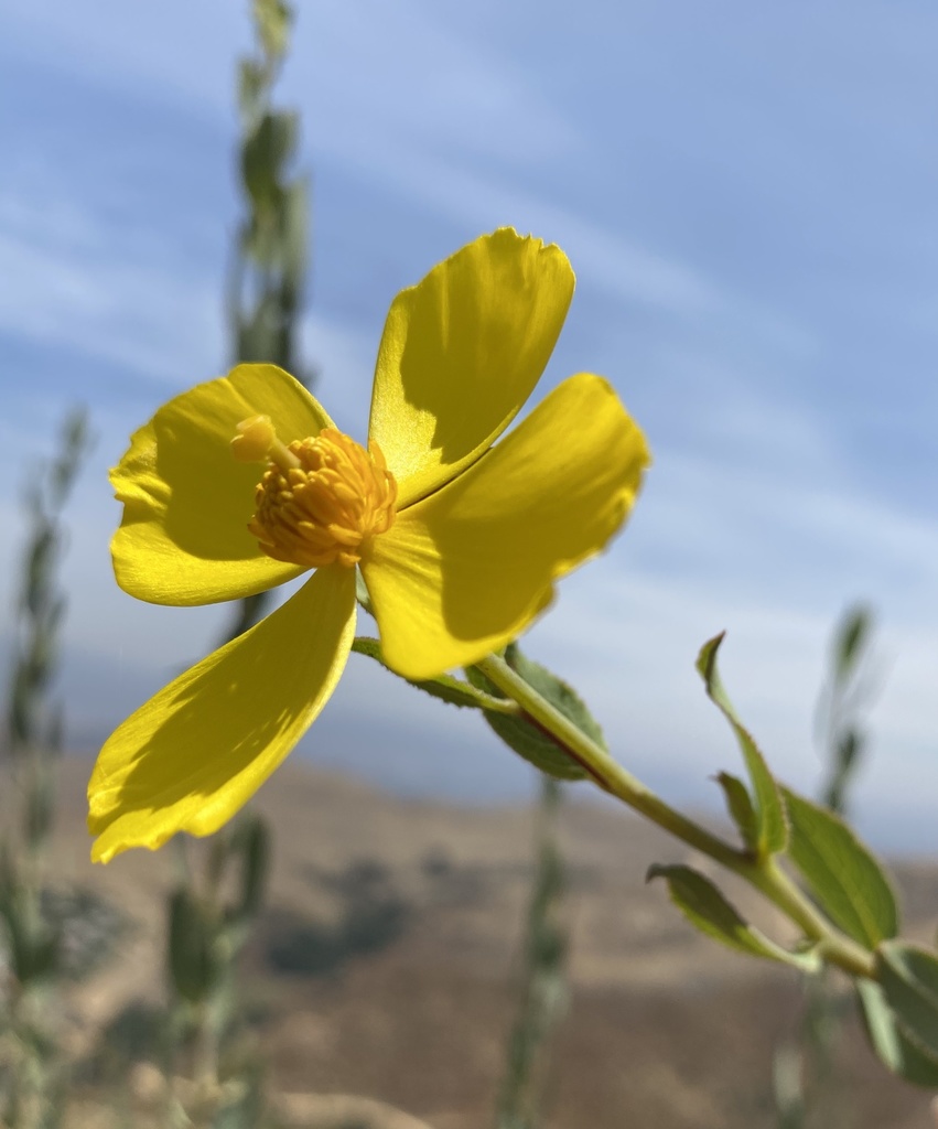 Bush Poppy — photo 24