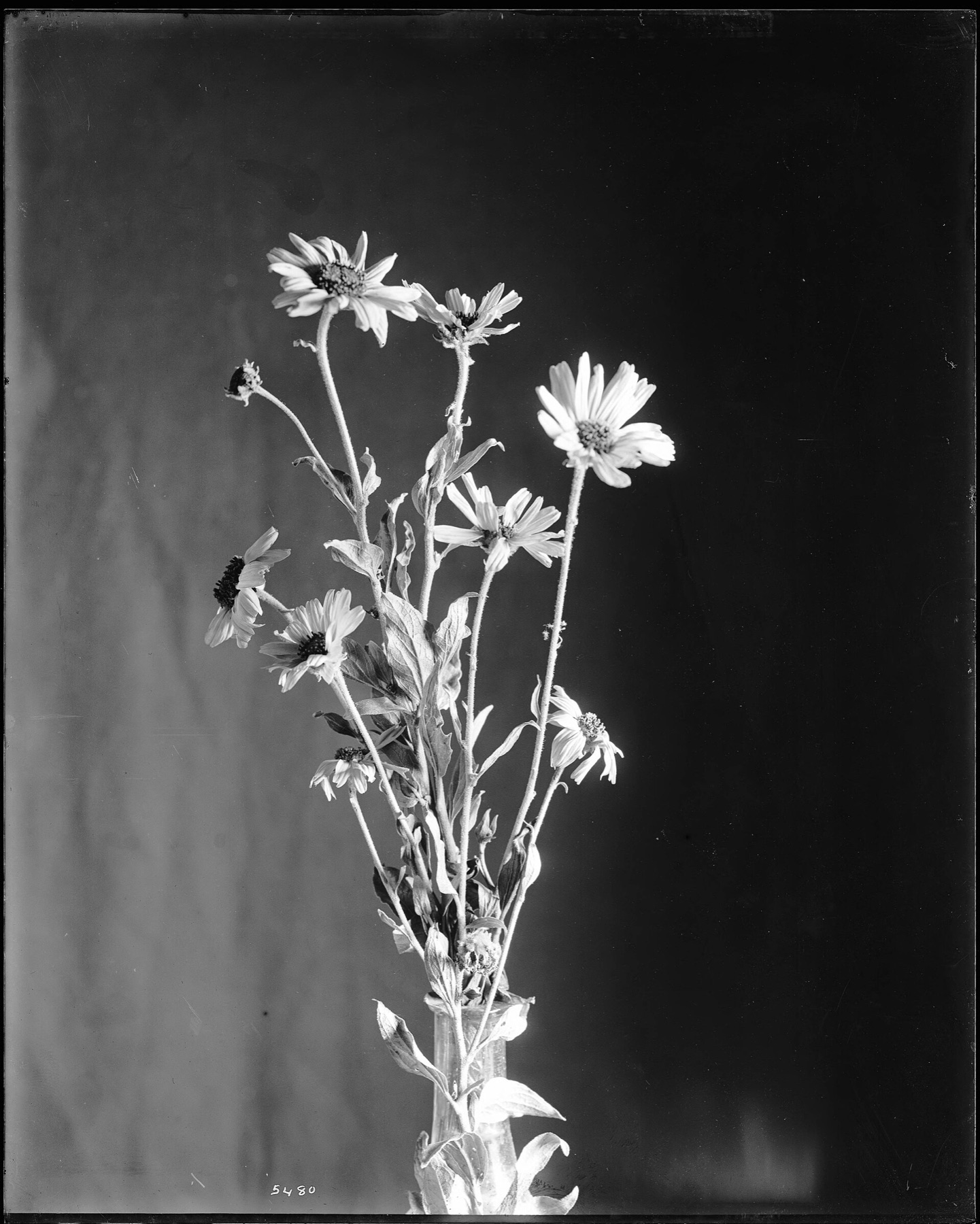 Bush Sunflower — photo 6