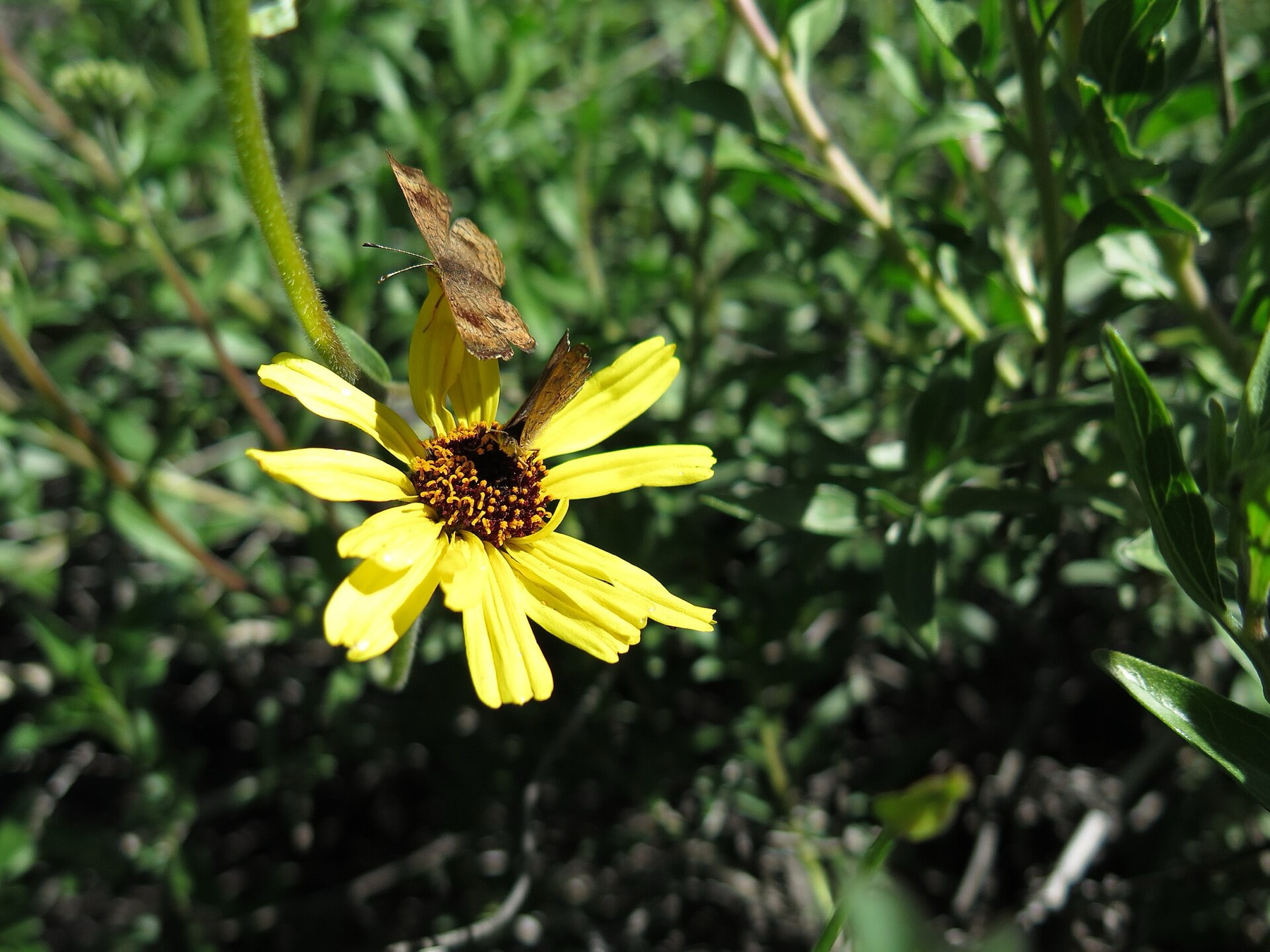 Bush Sunflower — photo 8