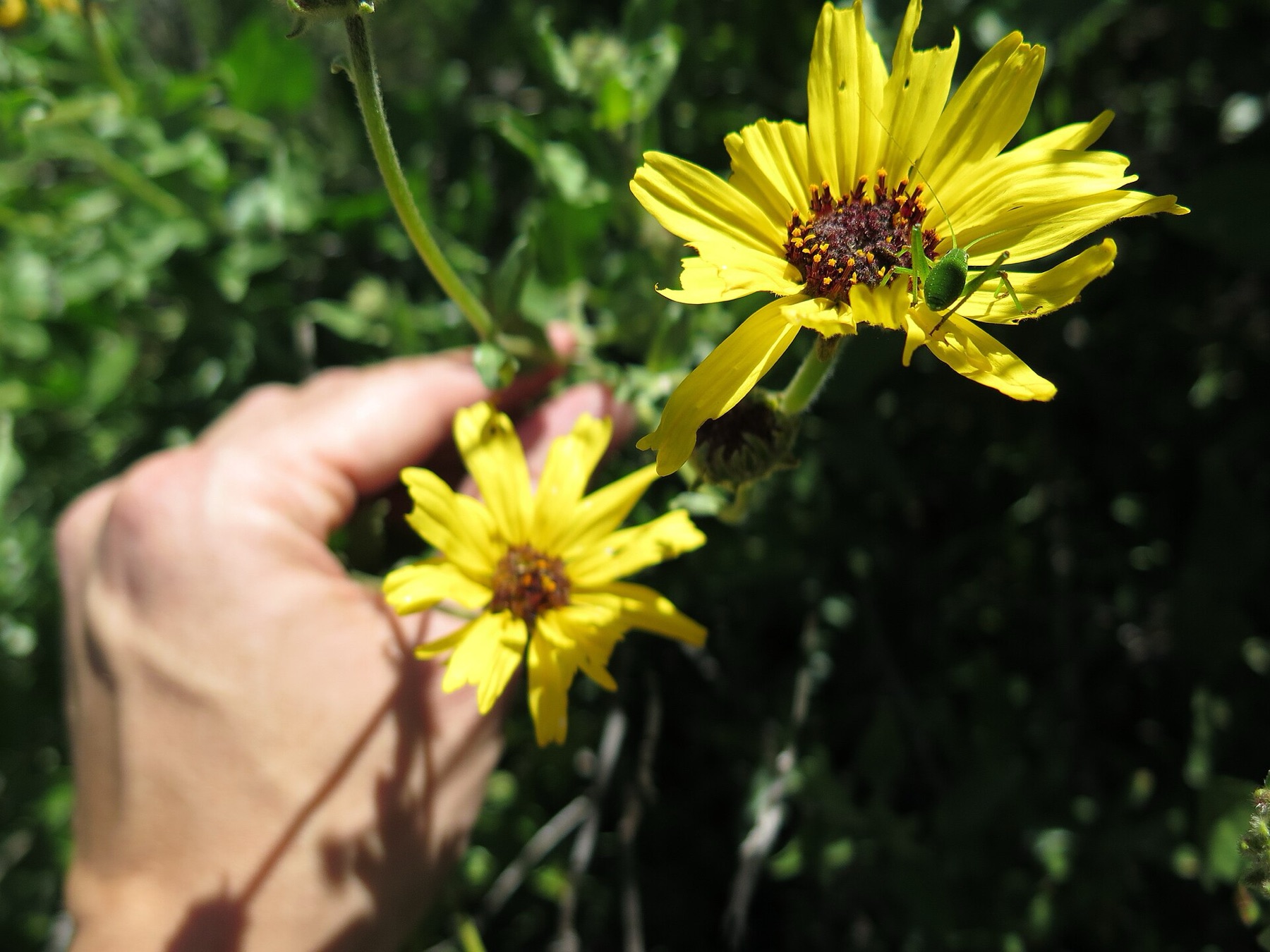 Bush Sunflower — photo 9
