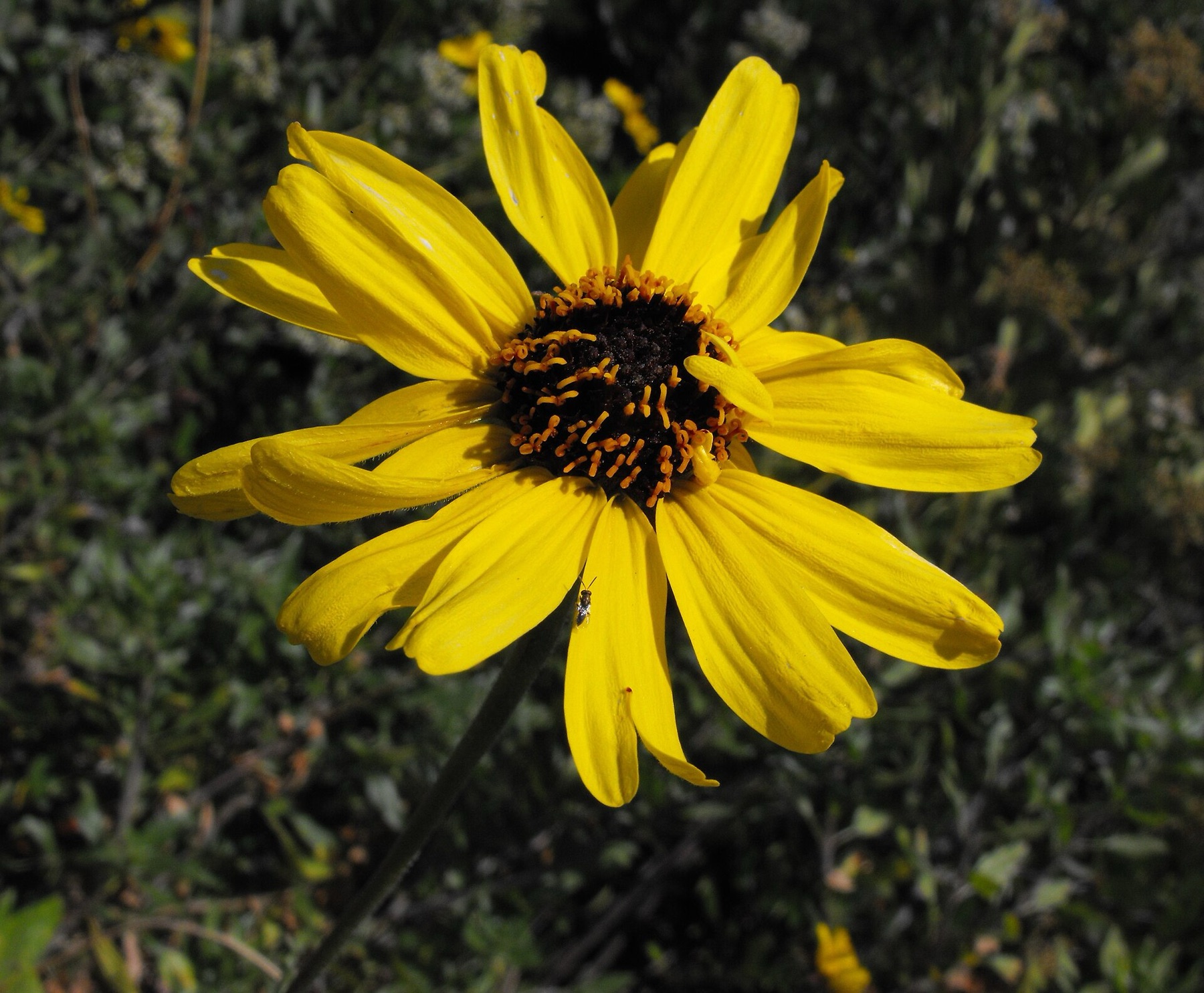 Bush Sunflower — photo 10