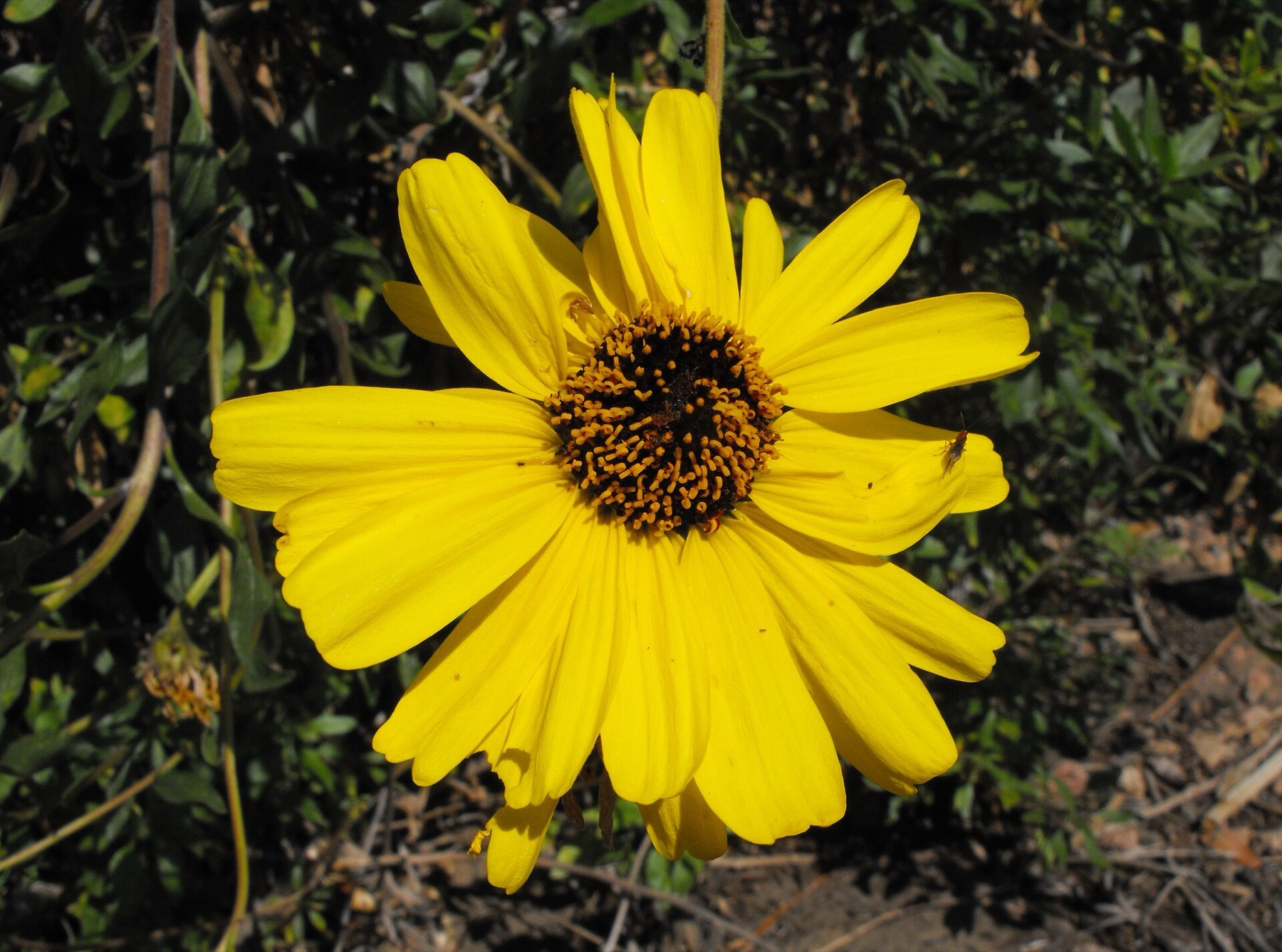 Bush Sunflower — photo 11
