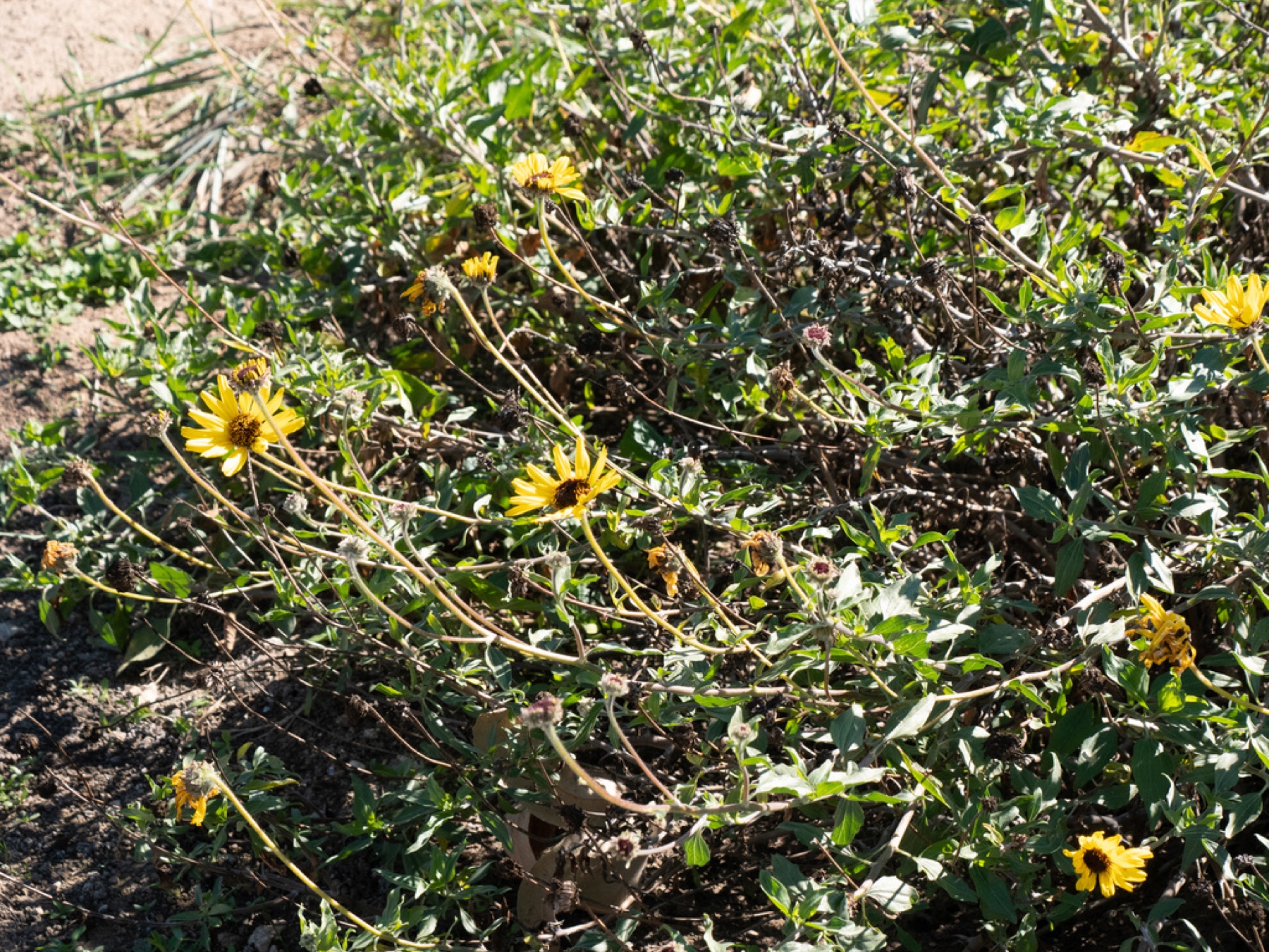 Bush Sunflower — photo 12