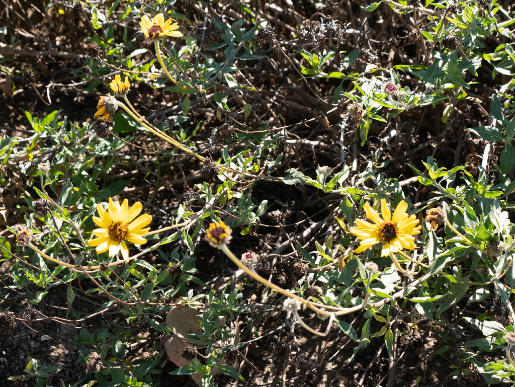 Bush Sunflower — photo 13