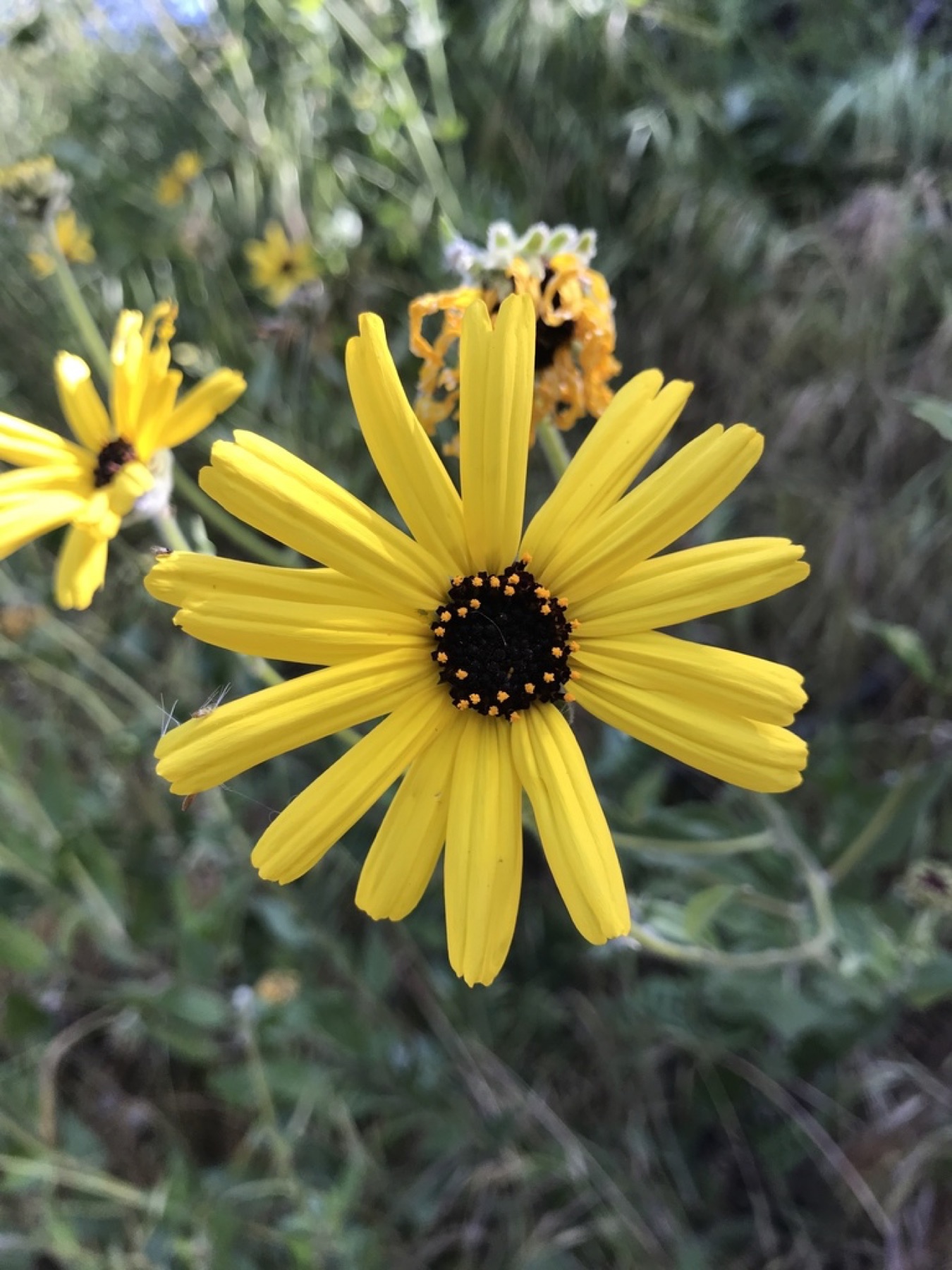 Bush Sunflower — photo 14