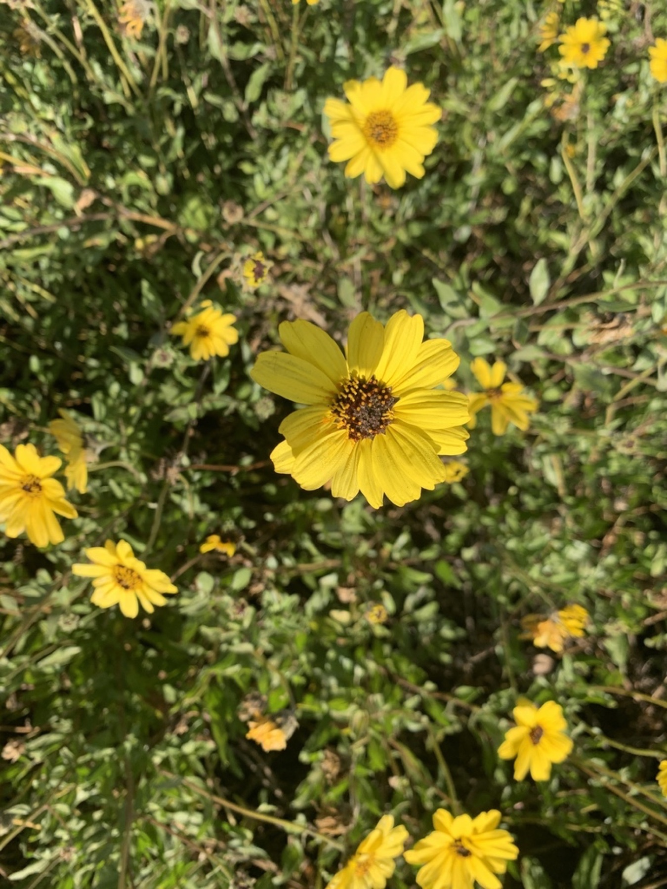 Bush Sunflower — photo 15