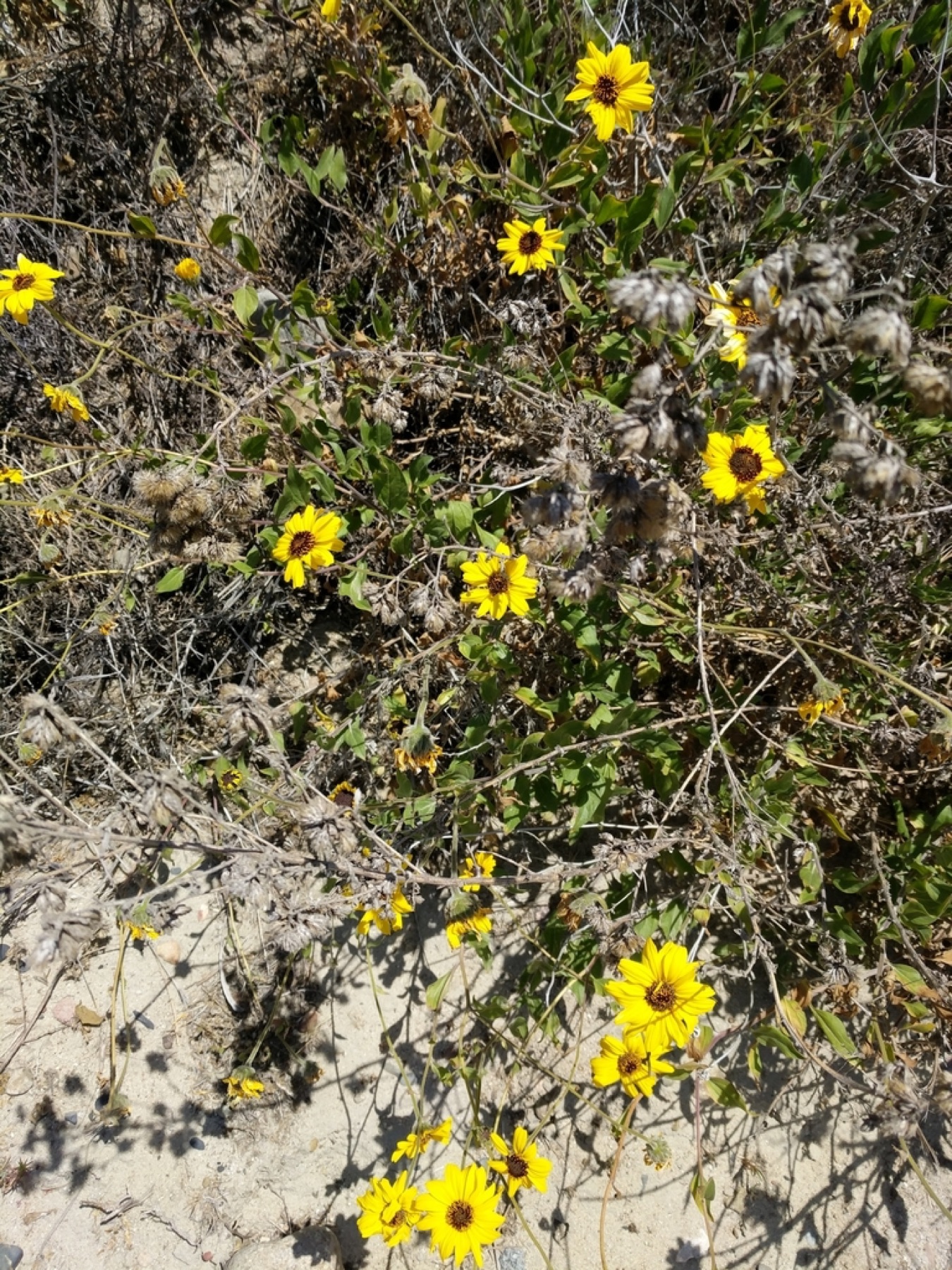 Bush Sunflower — photo 16