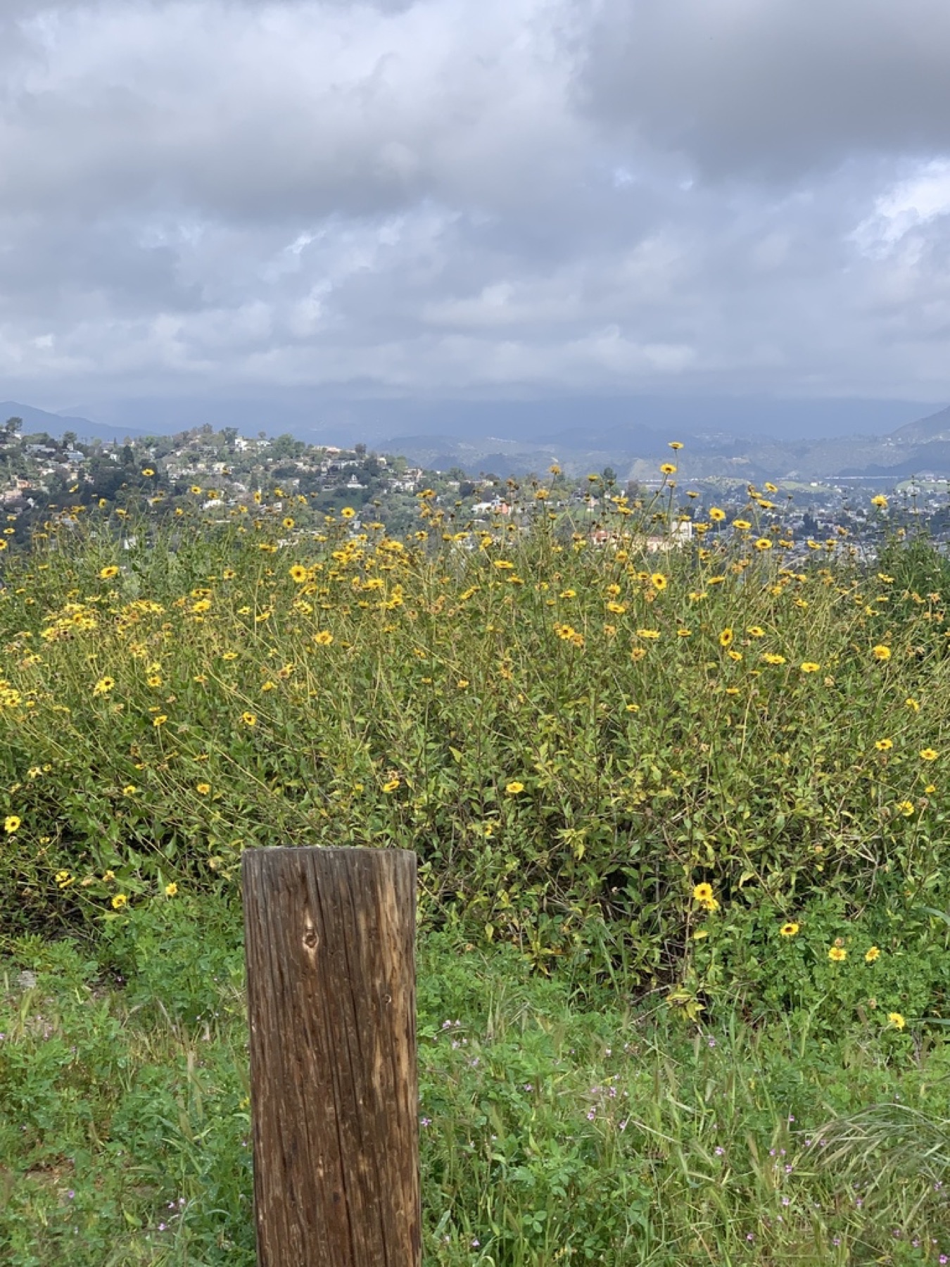 Bush Sunflower — photo 17