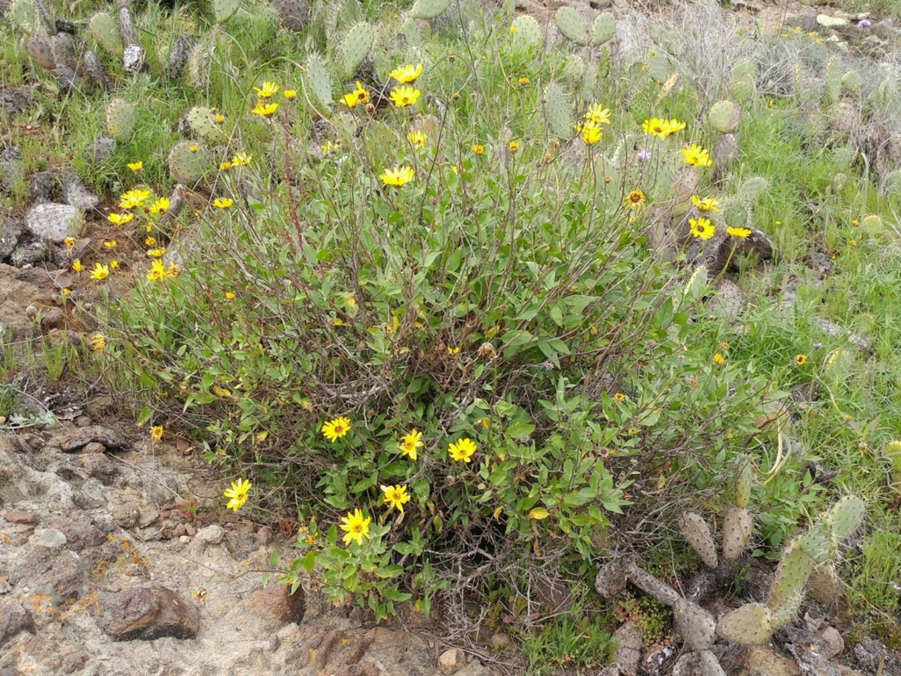 Bush Sunflower — photo 18