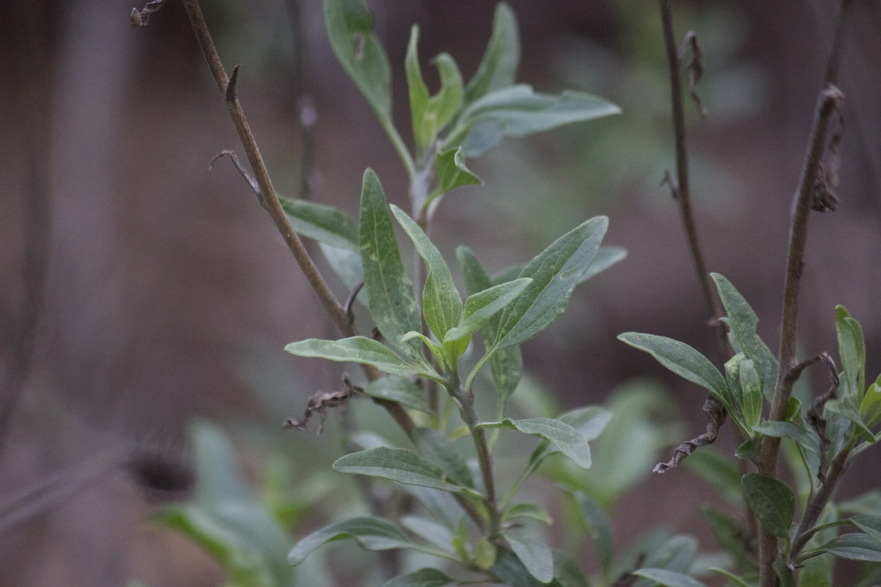 Bush Sunflower — photo 19