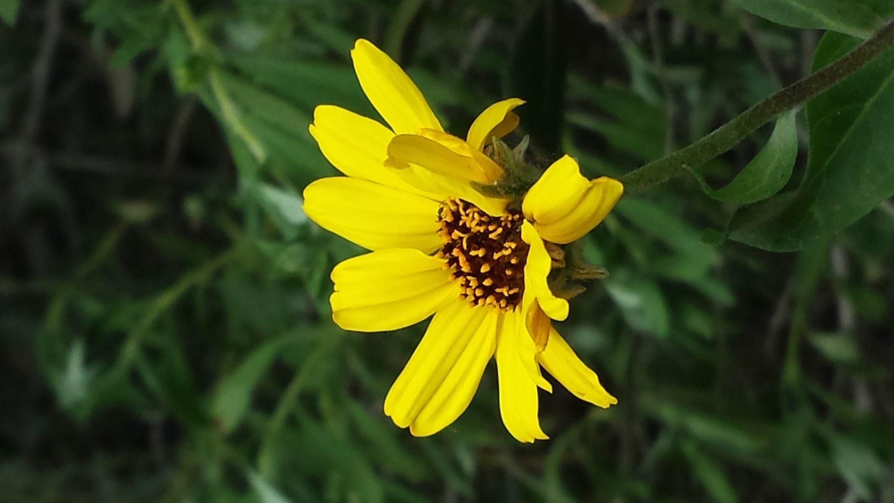 Bush Sunflower — photo 20