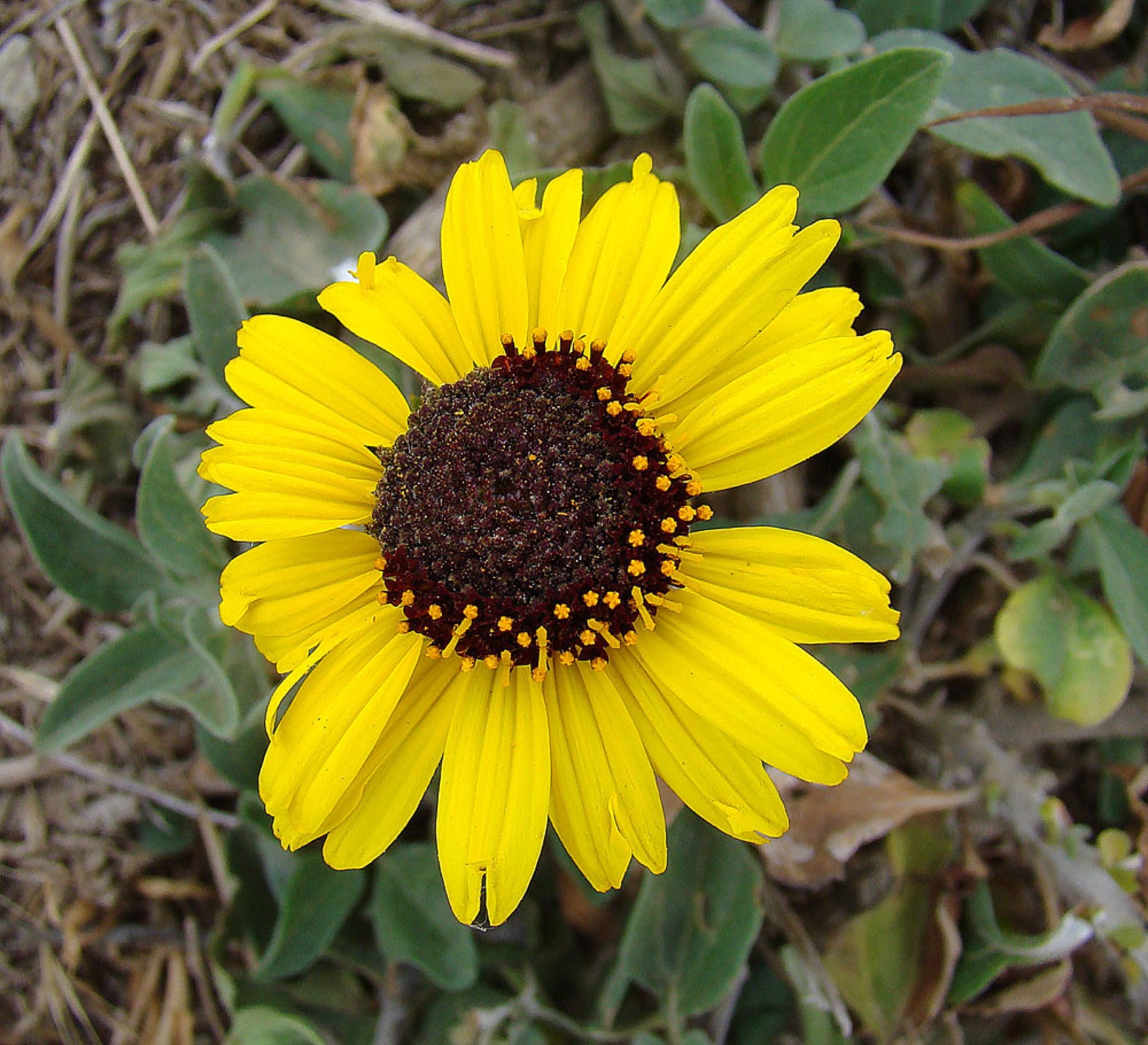 Bush Sunflower — photo 21