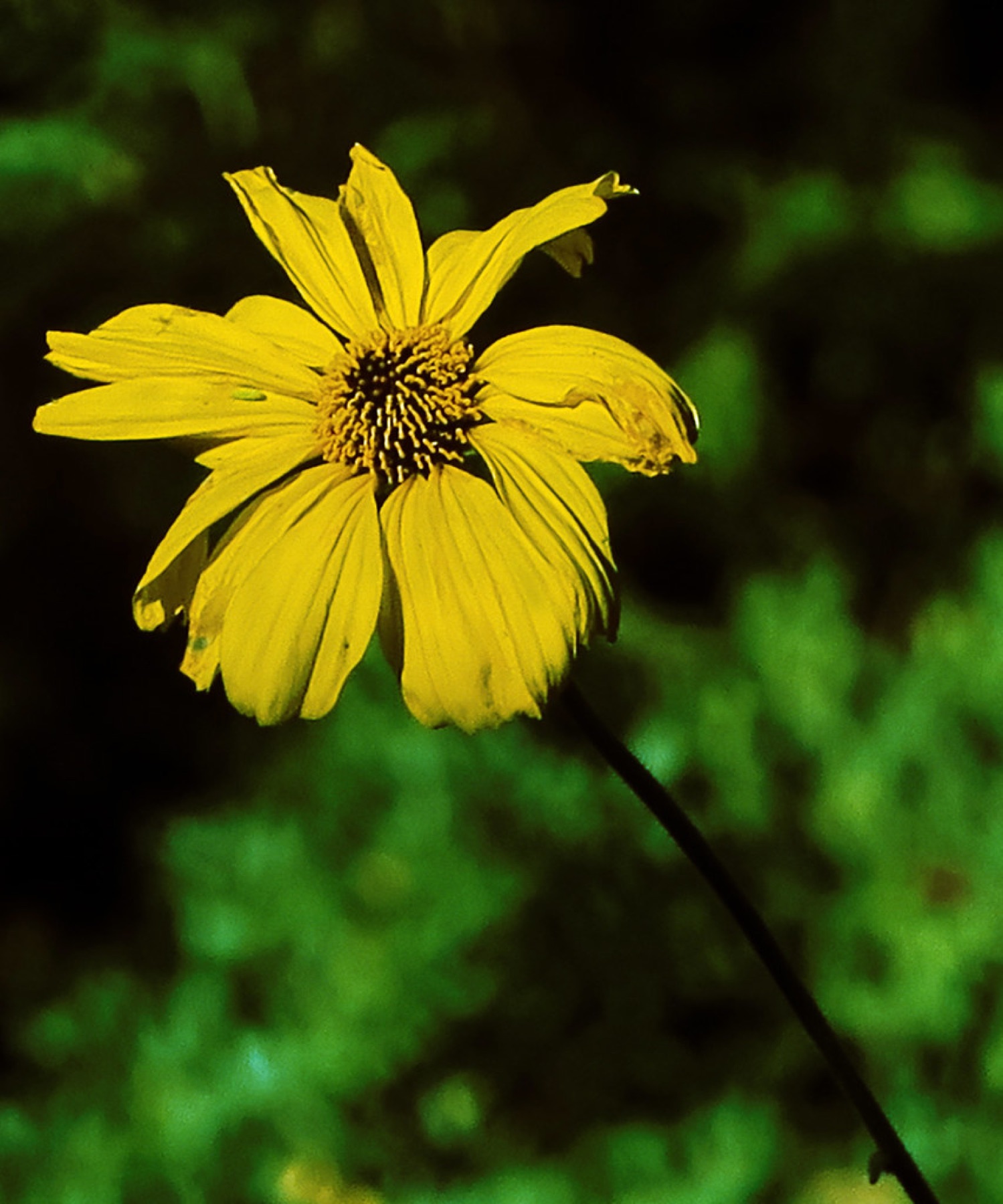 Bush Sunflower — photo 22