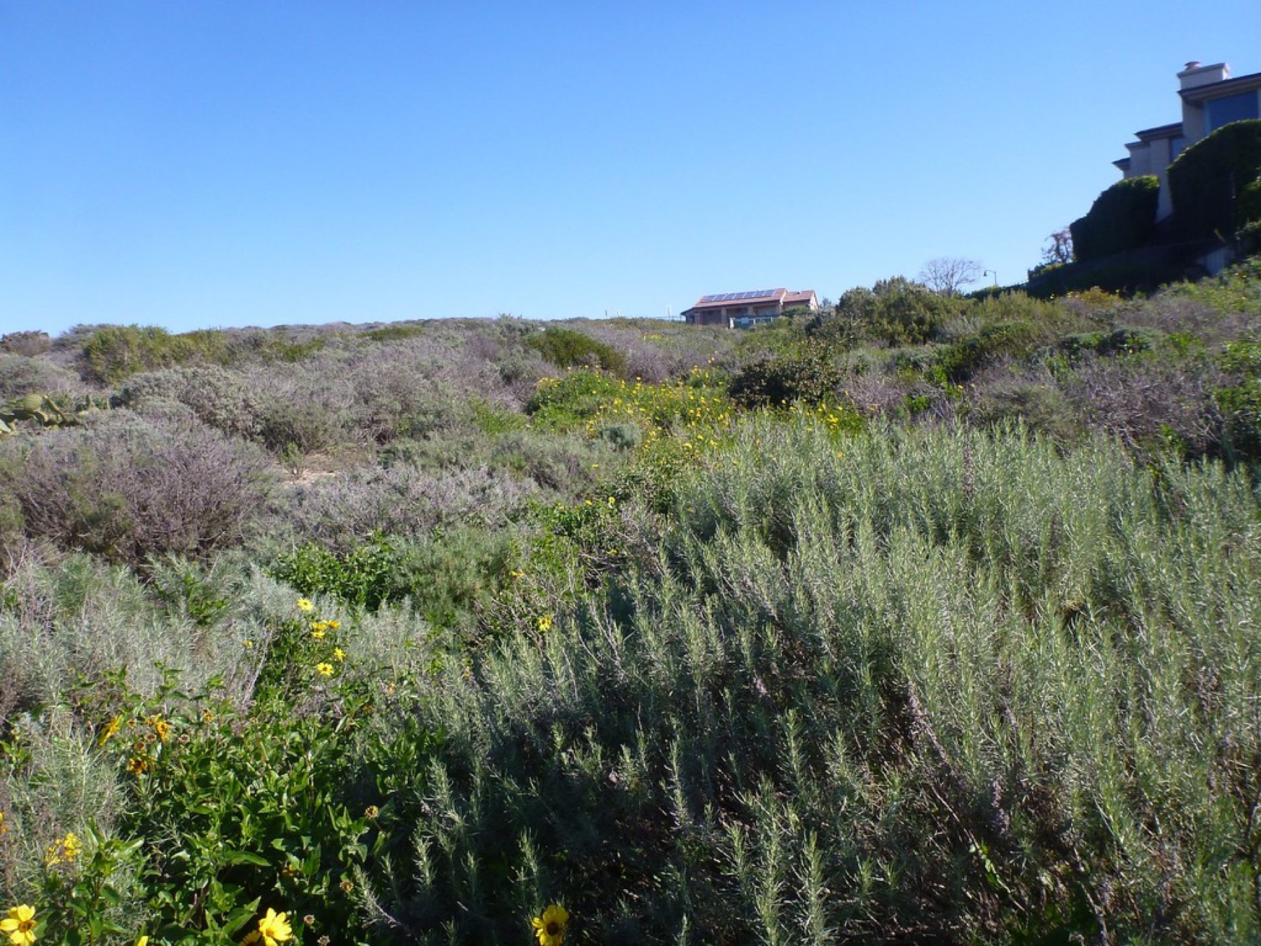 Bush Sunflower — photo 23