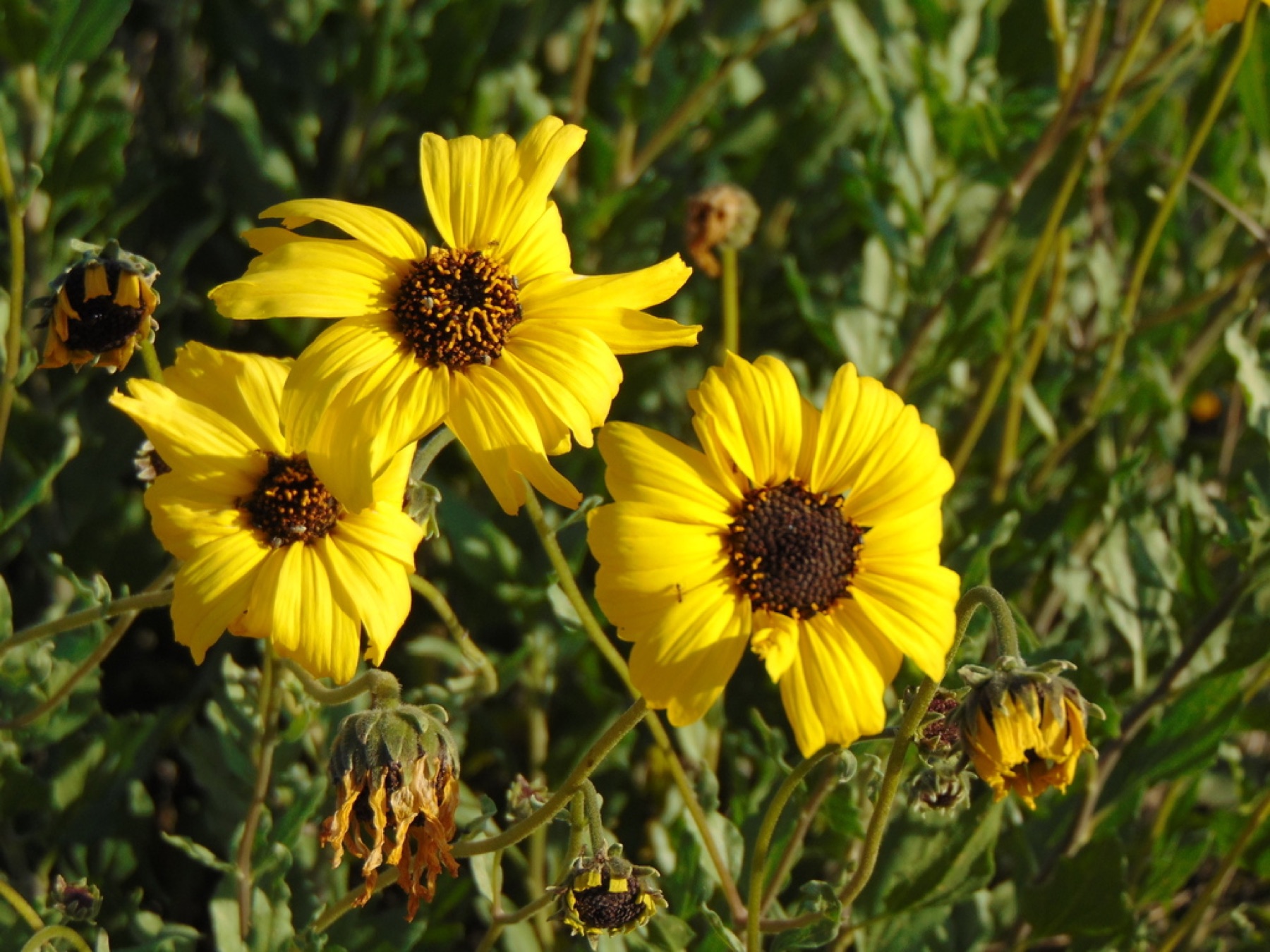 Bush Sunflower