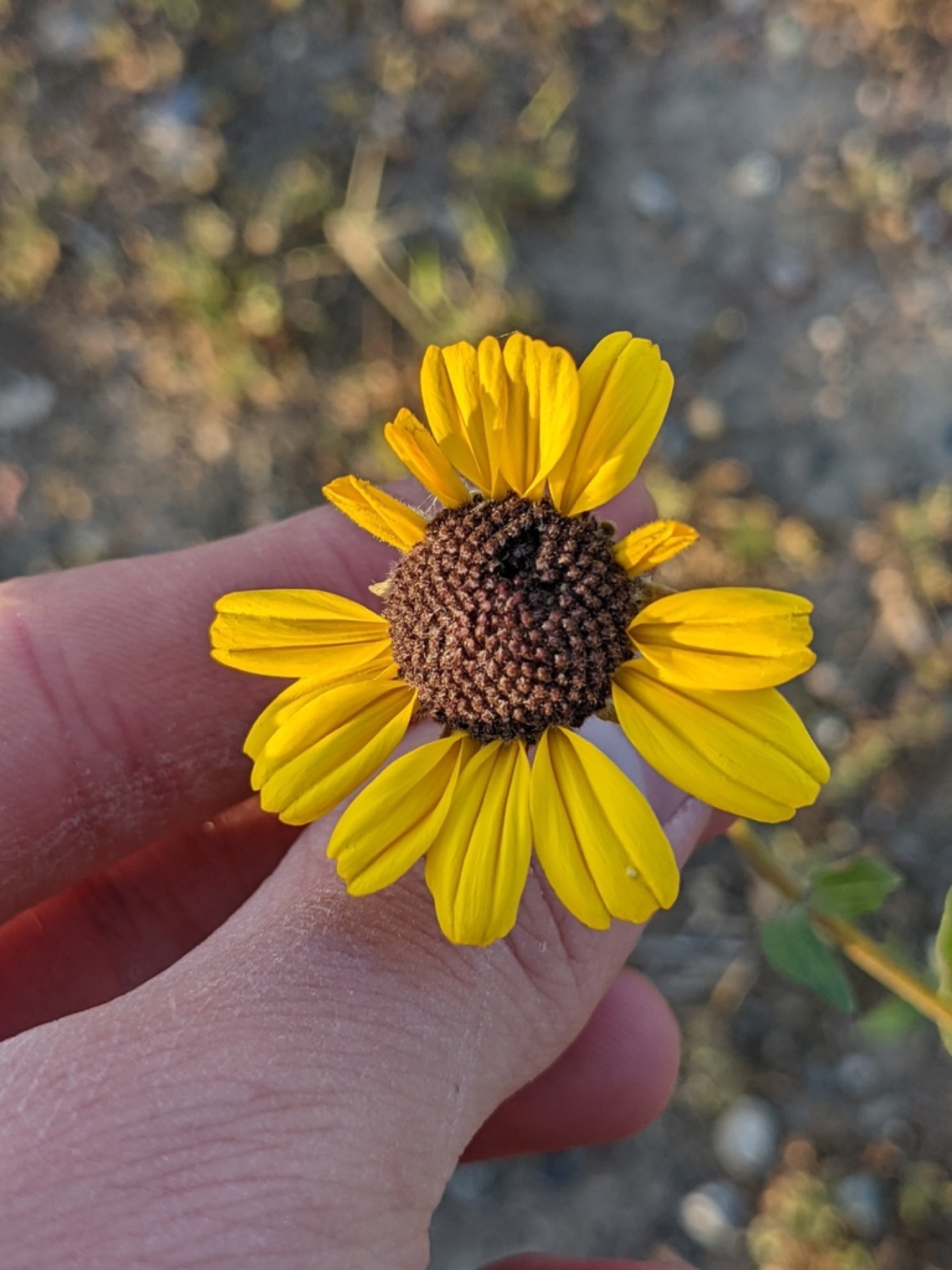 Bush Sunflower — photo 2