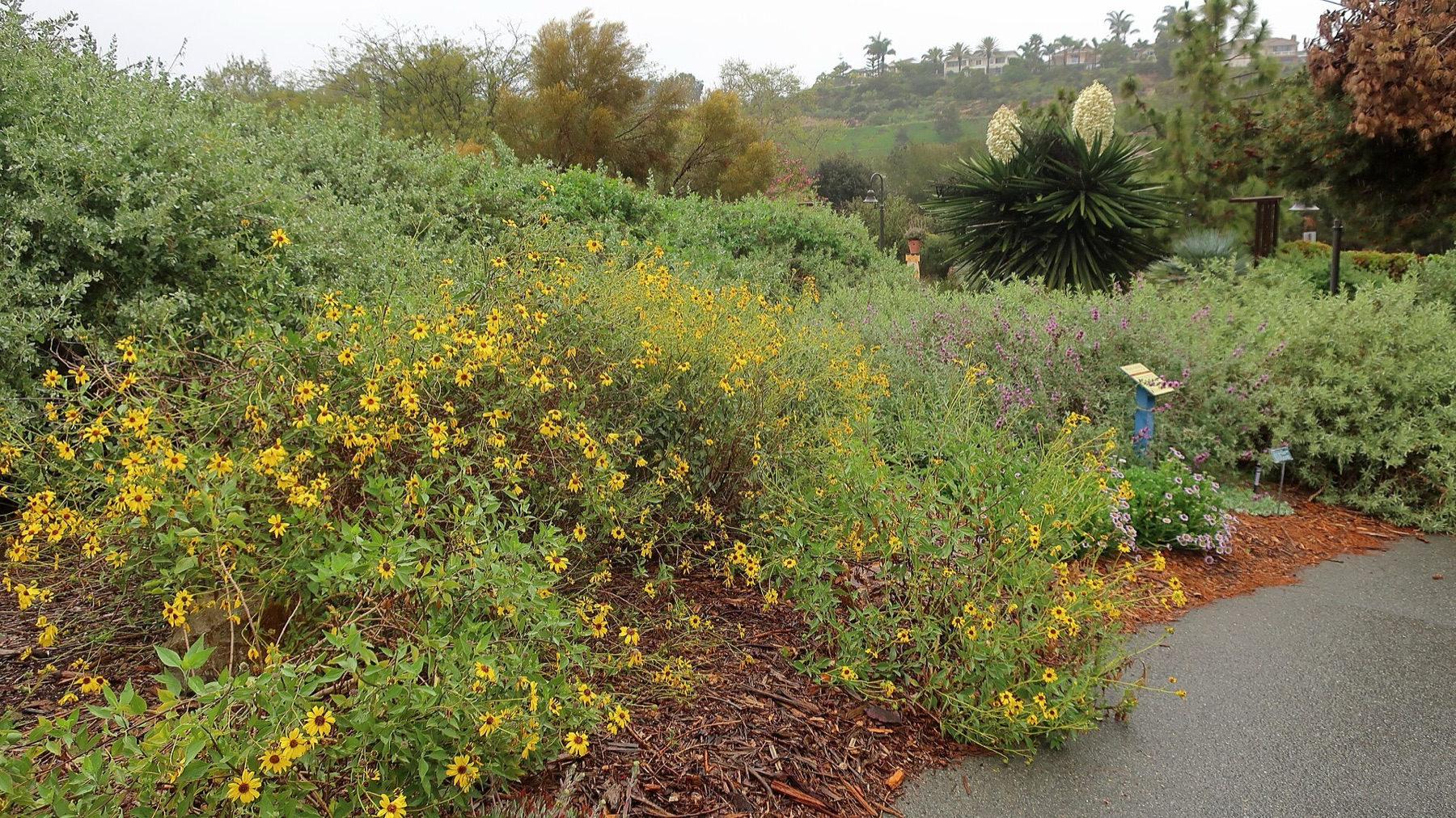Bush Sunflower — photo 3