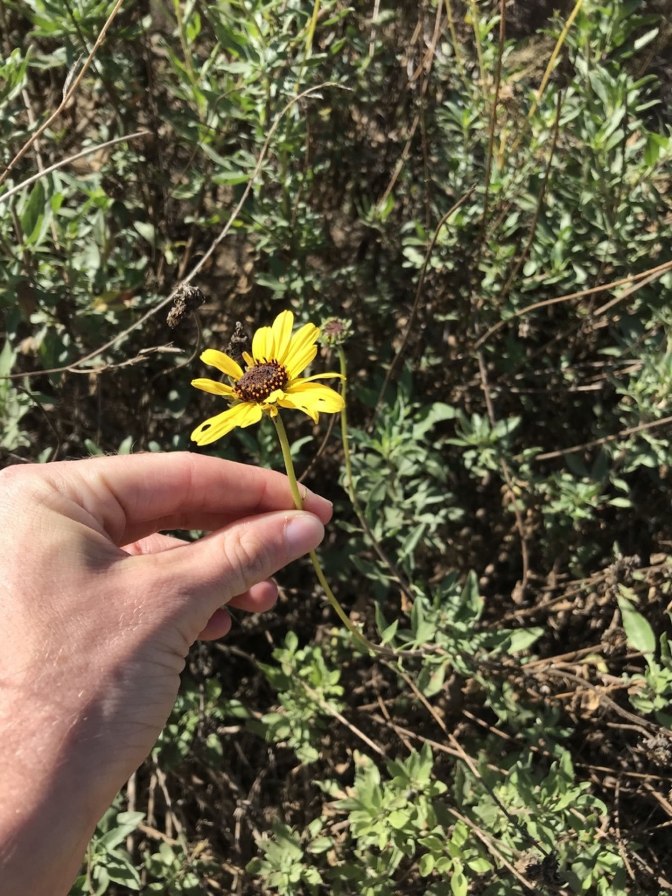 Bush Sunflower — photo 4