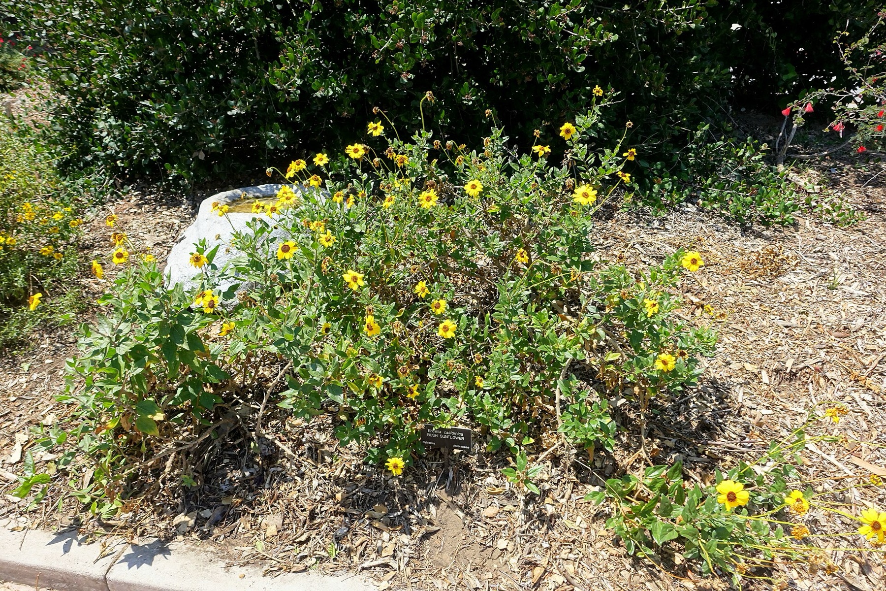 Bush Sunflower — photo 5