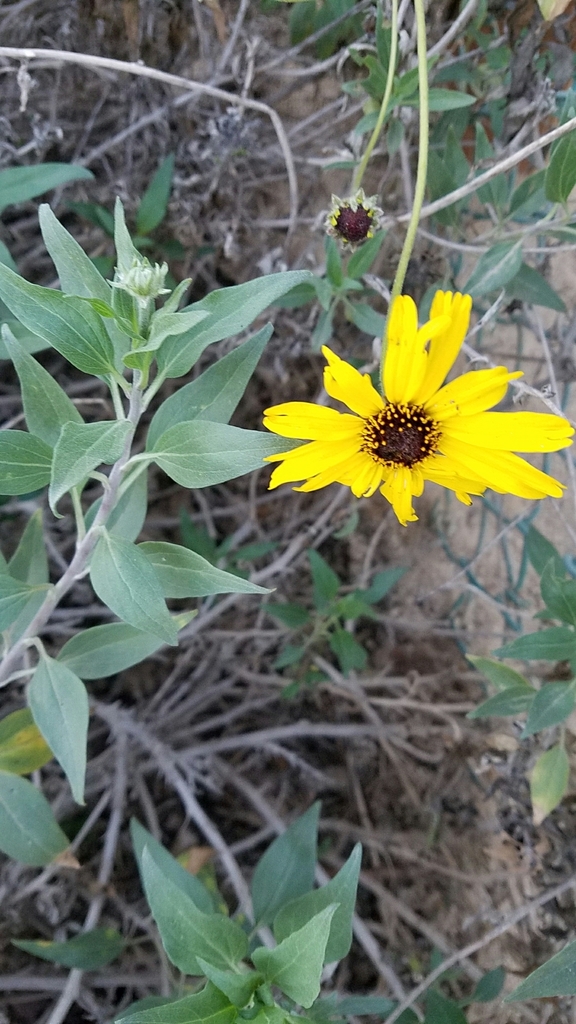 Bush Sunflower — photo 24