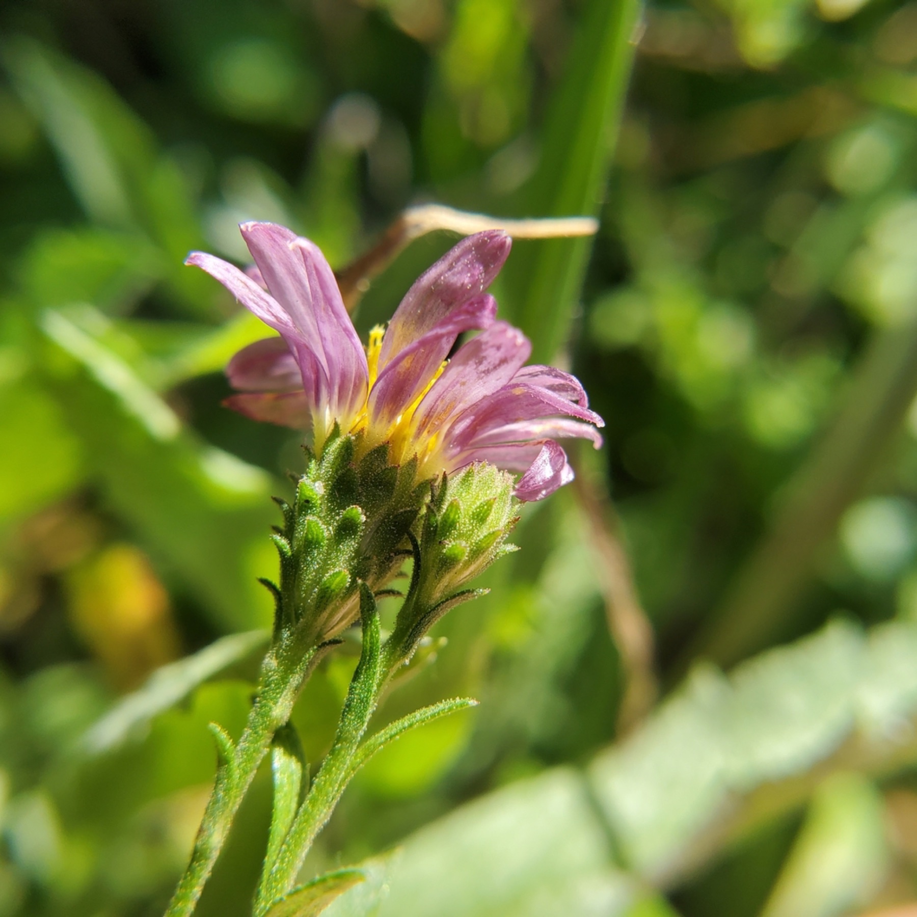 California Aster — photo 6