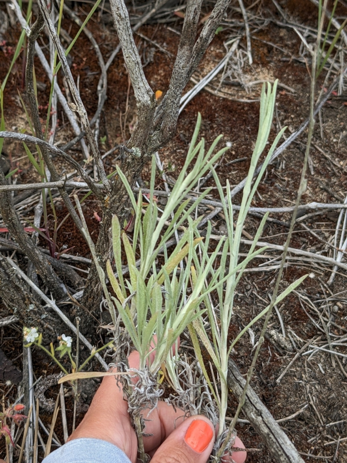 California Aster — photo 8