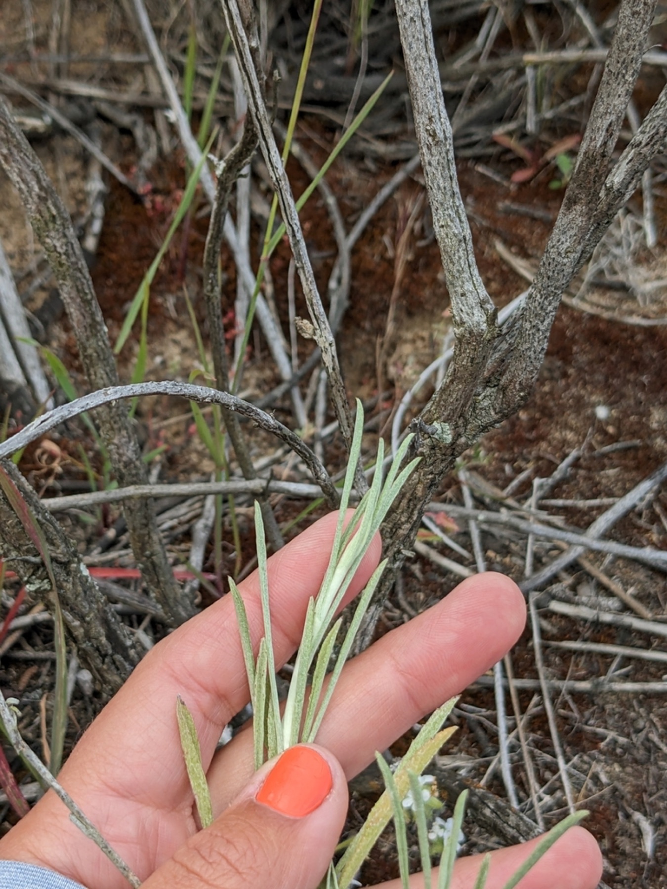 California Aster — photo 9