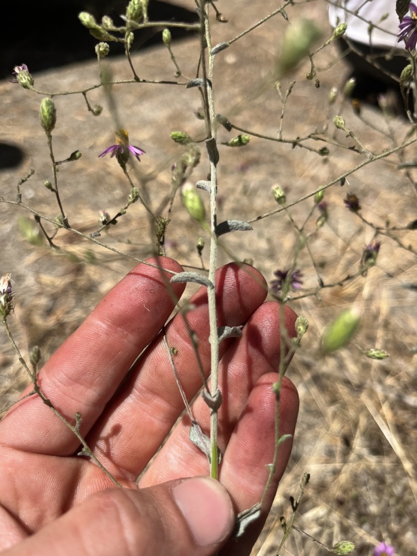 California Aster — photo 10
