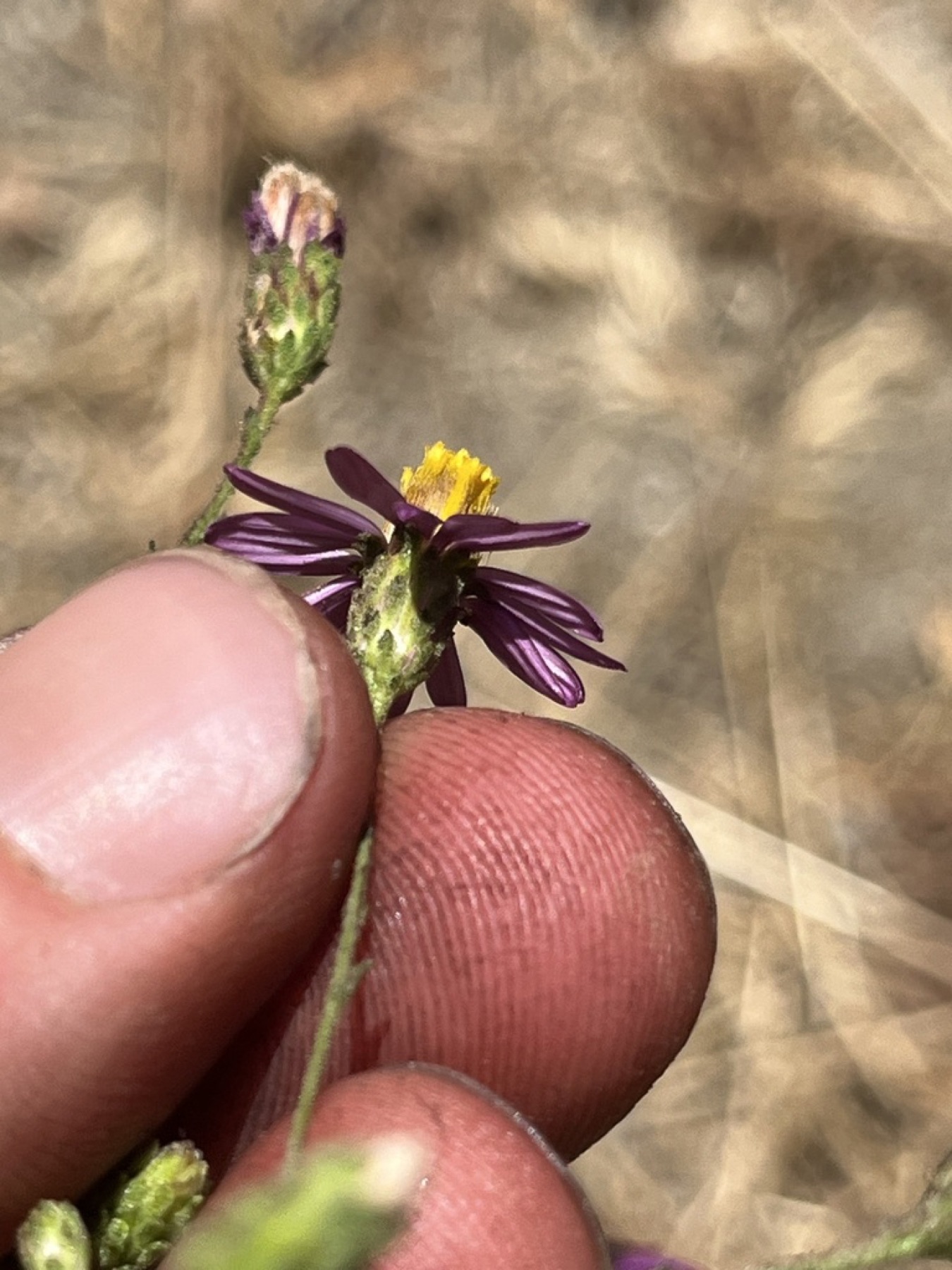 California Aster — photo 11