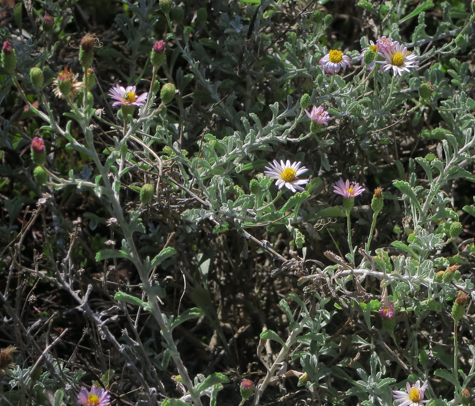 California Aster — photo 12