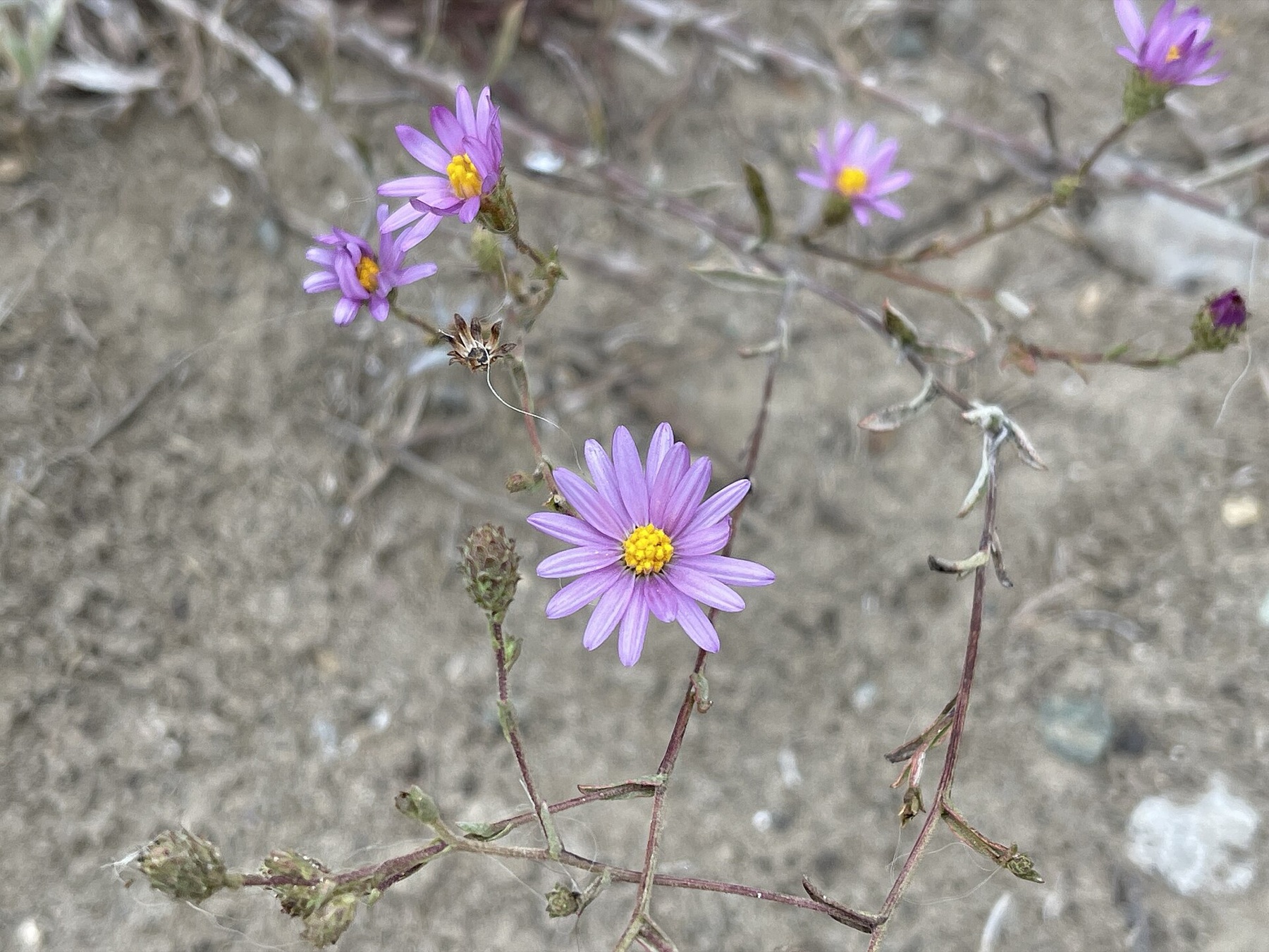 California Aster — photo 13