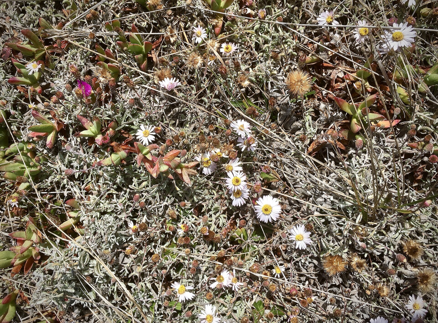 California Aster — photo 14